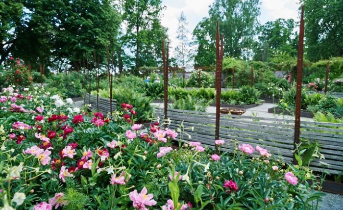 Rosa blommor i en trädgårs
