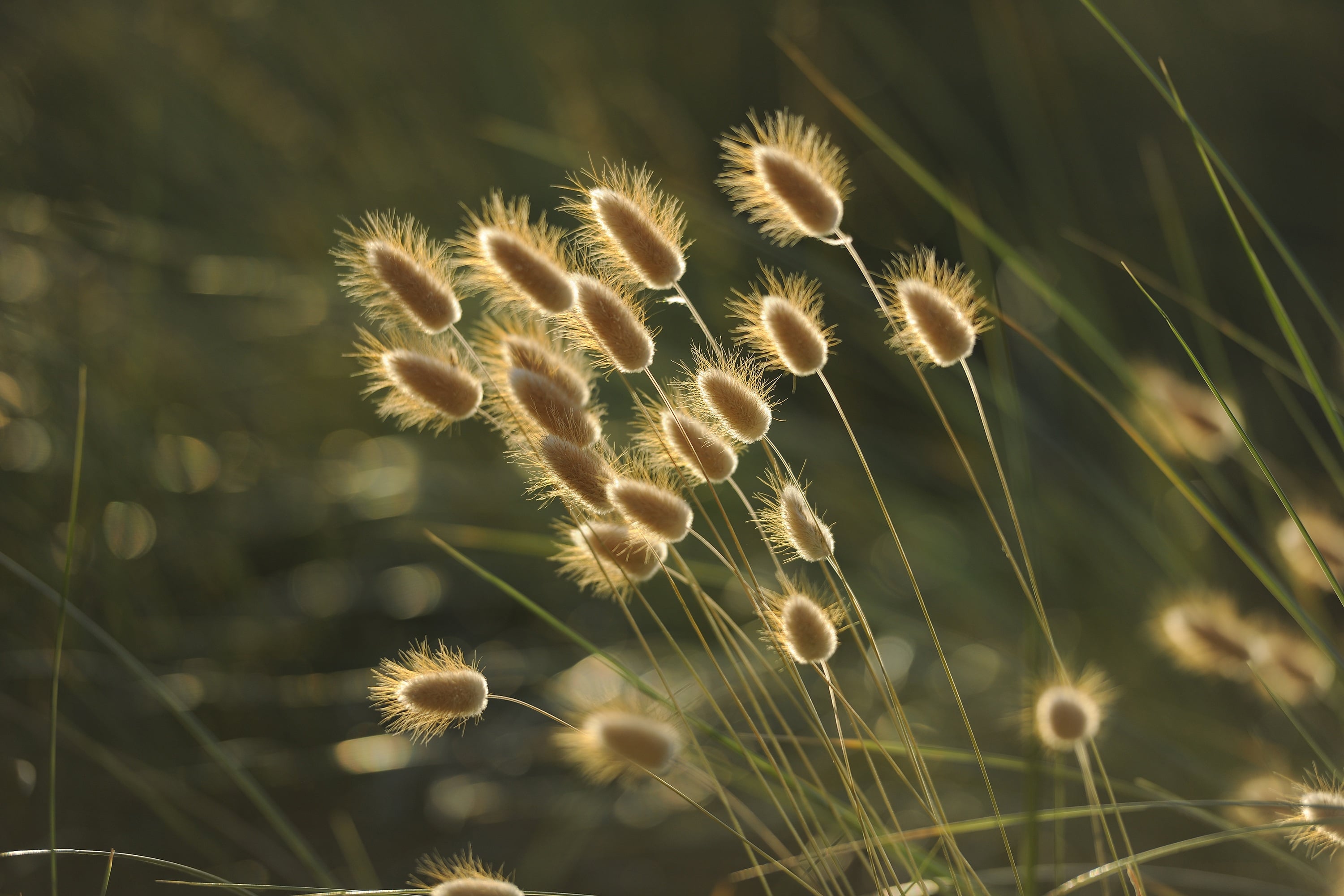 grasses