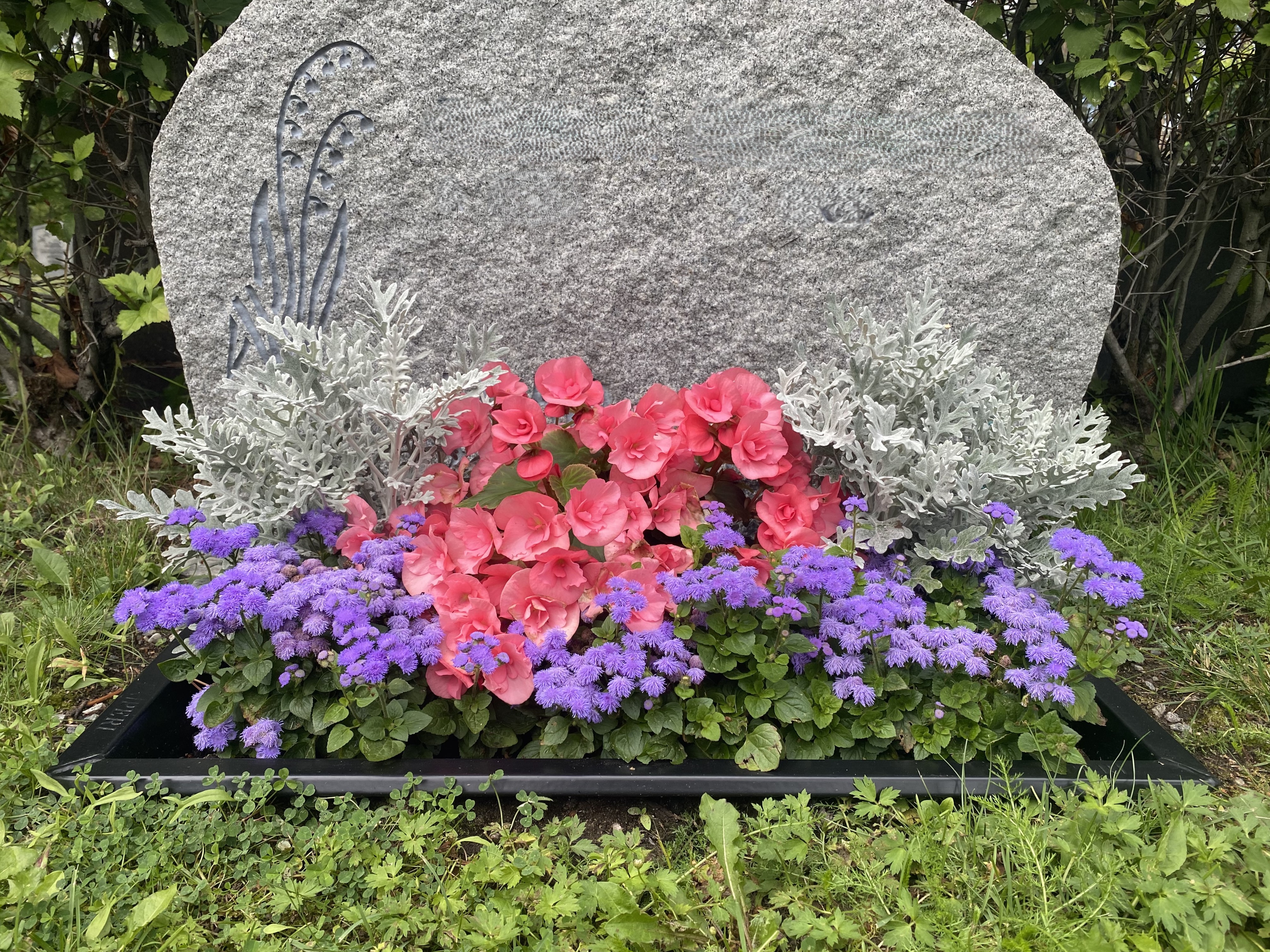 planteringslåda bevattningslåda blommor skötsel Susann