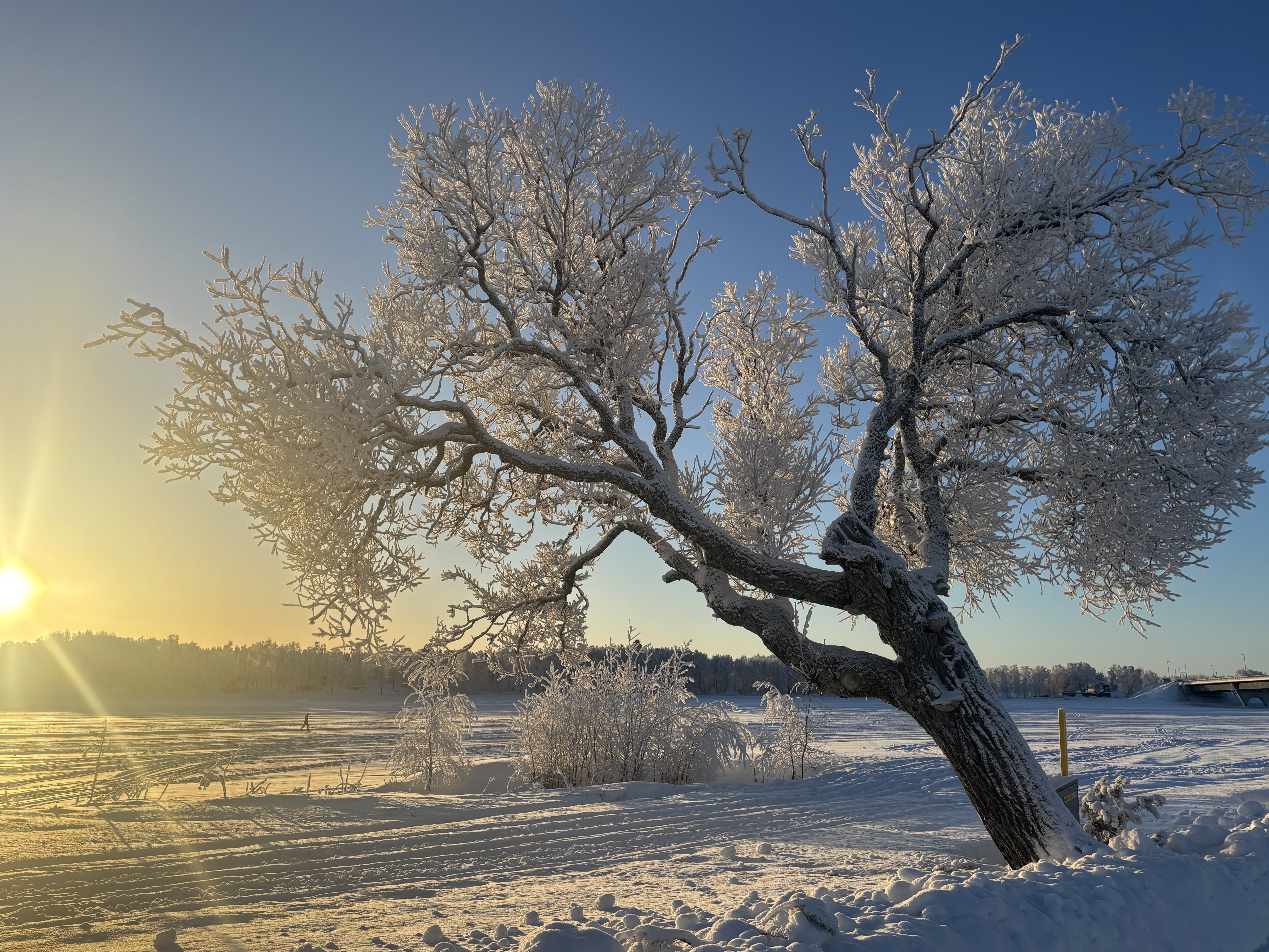 Vårsolen i motljus mot ett äldre träd