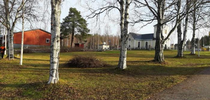 Flera av de stora björkarna vid Knut Lundmarks minnesmonument uppe på Kyrkmalmen har uppnått sin totala livslängd och några har varit i dåligt skick under en längre tid. Nu tas de ner till förmån för nya träd.