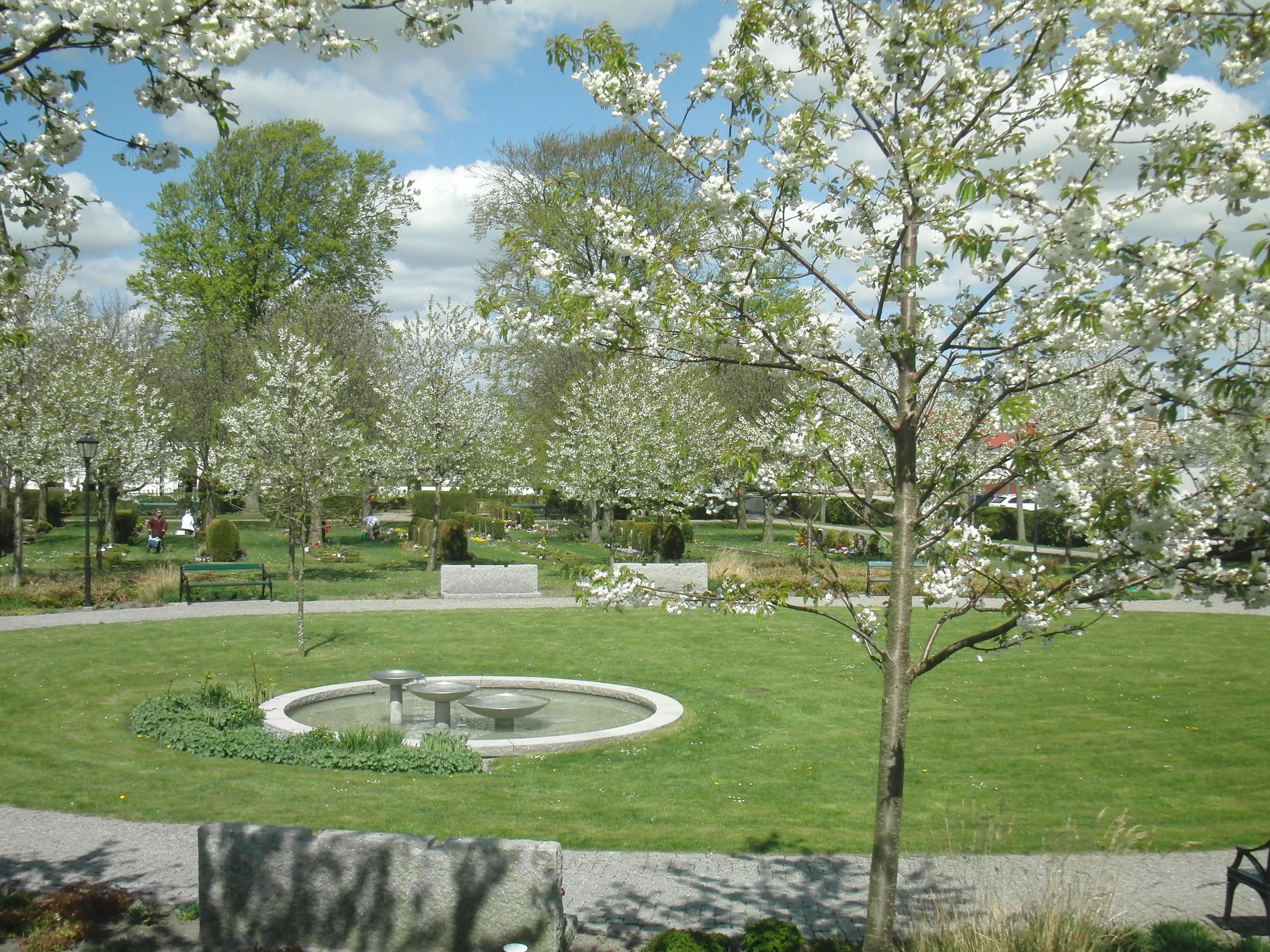 Soligt, grönt och blommande körsbärsträd på Brågarps kyrkogård.