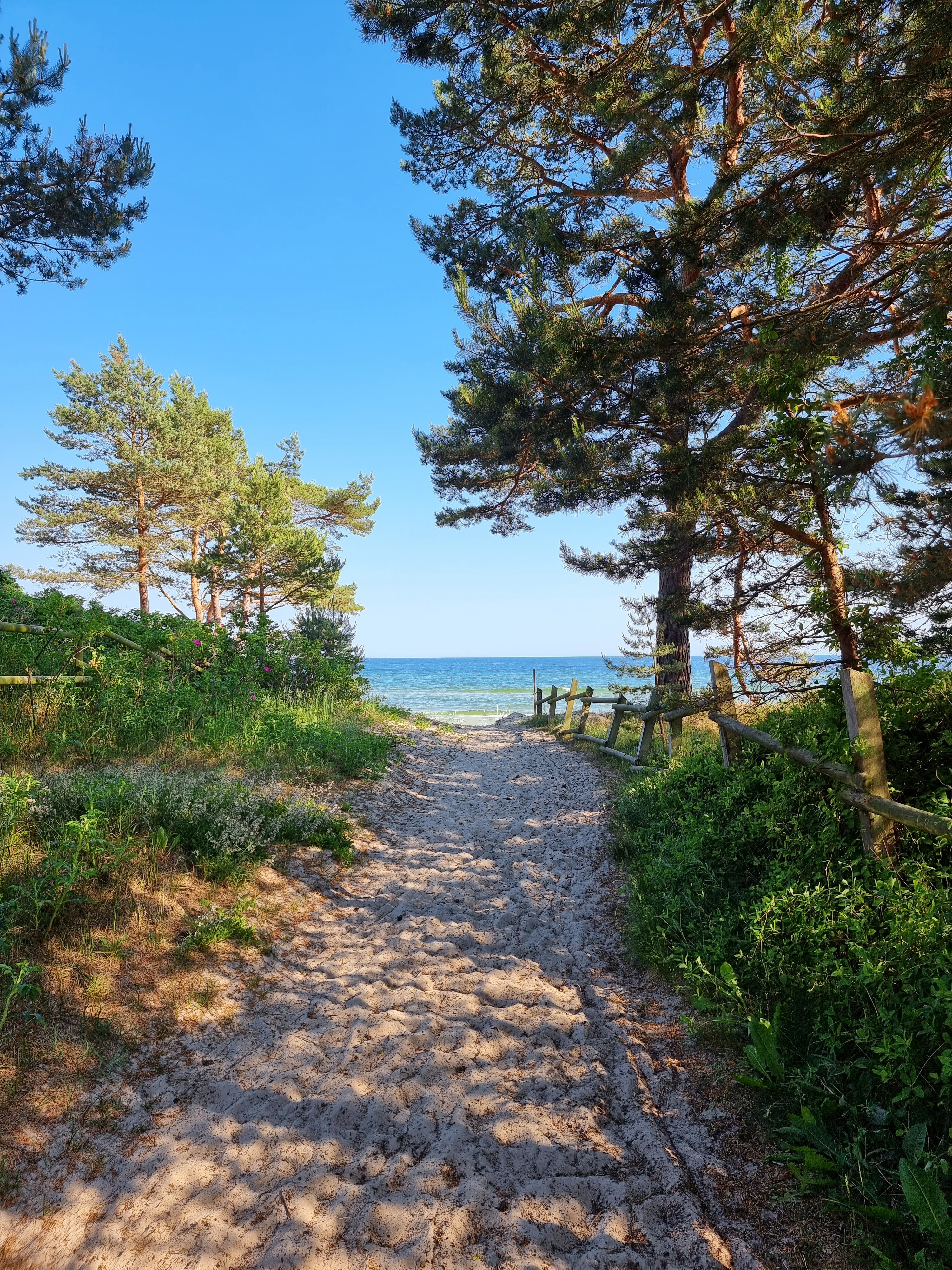 Sandig stig mellan träden mot havet.