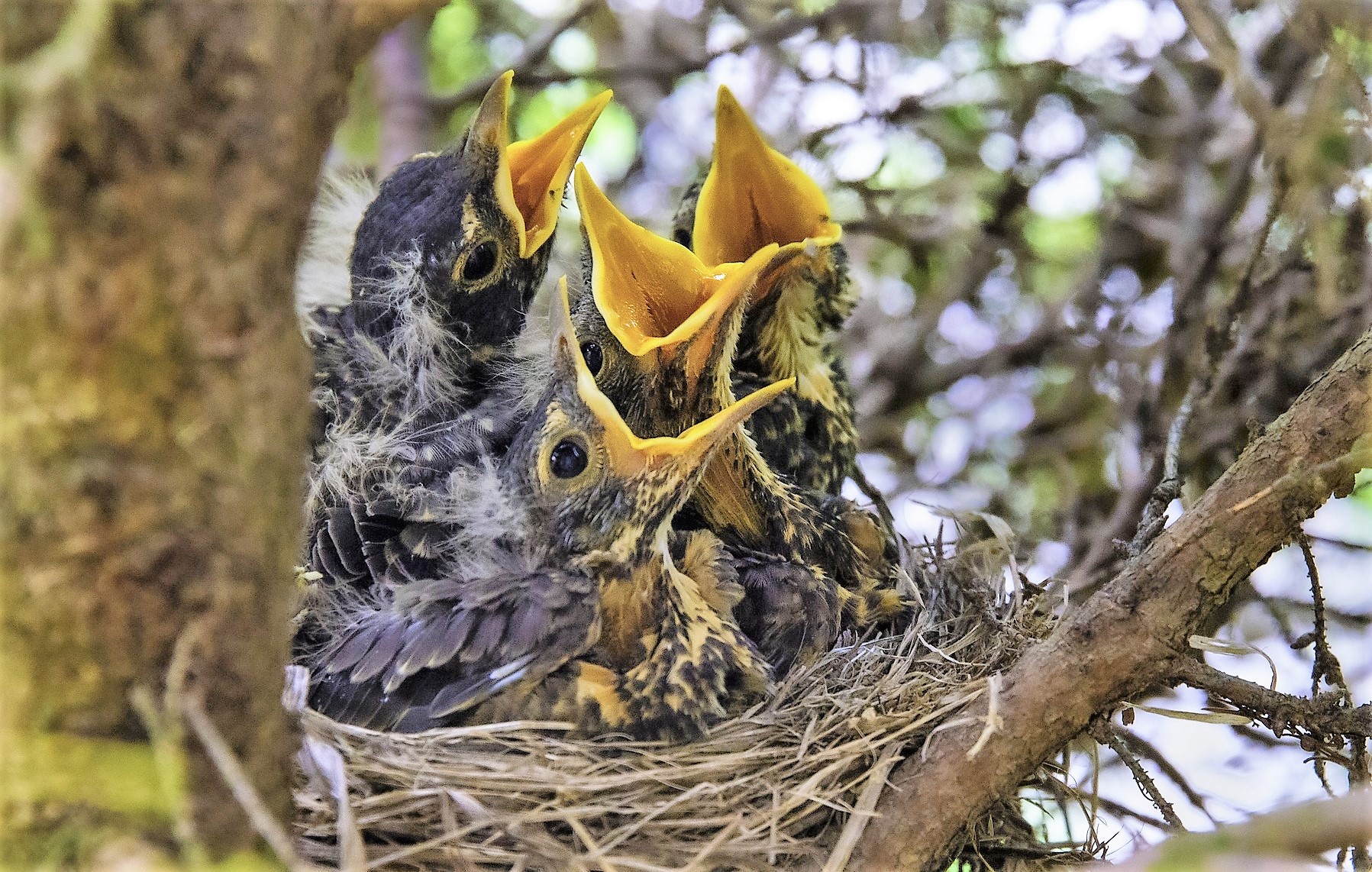 Gapande fågelungar i ett bo.