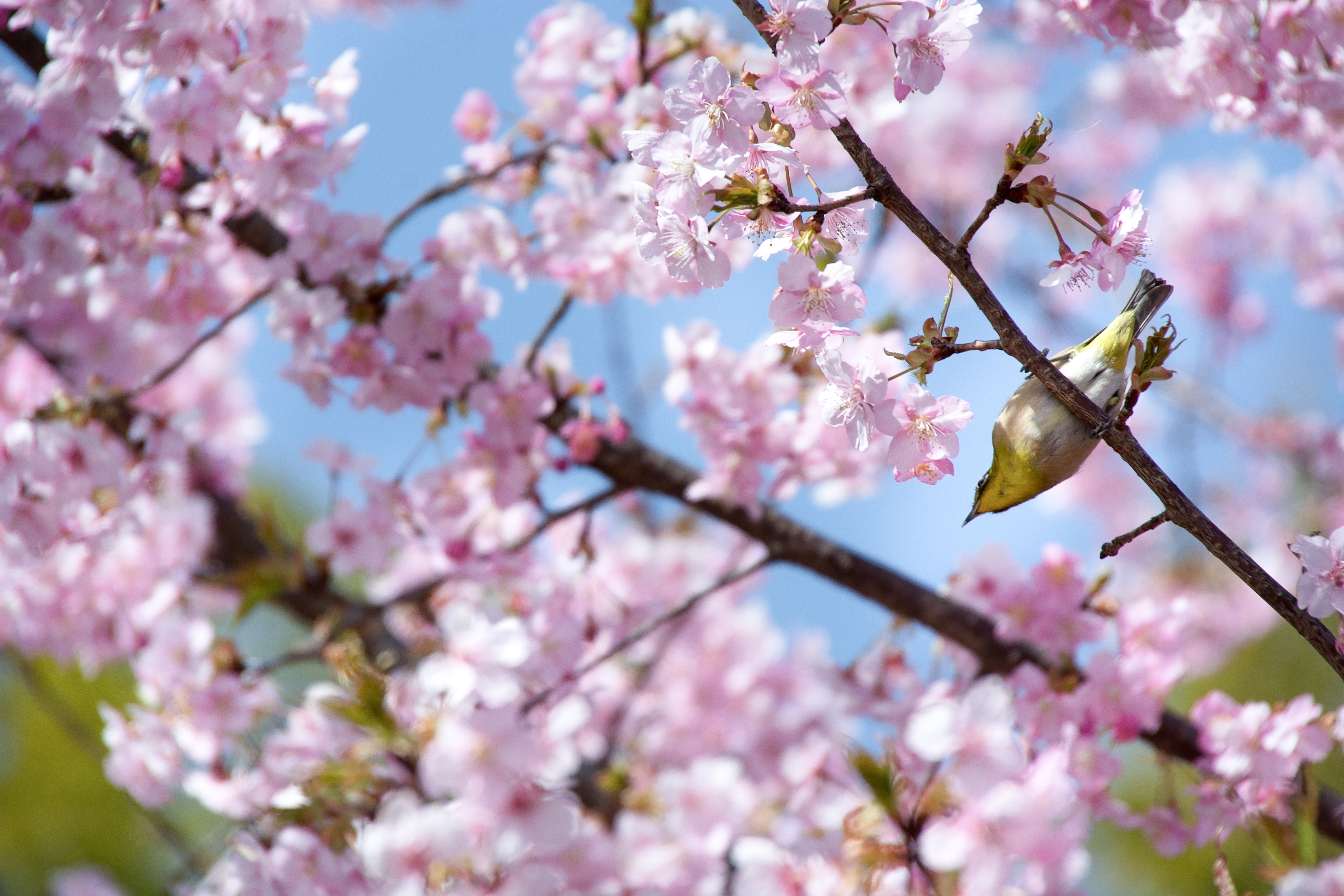 Liten fågel i ett träd fullt av rosa blommor.