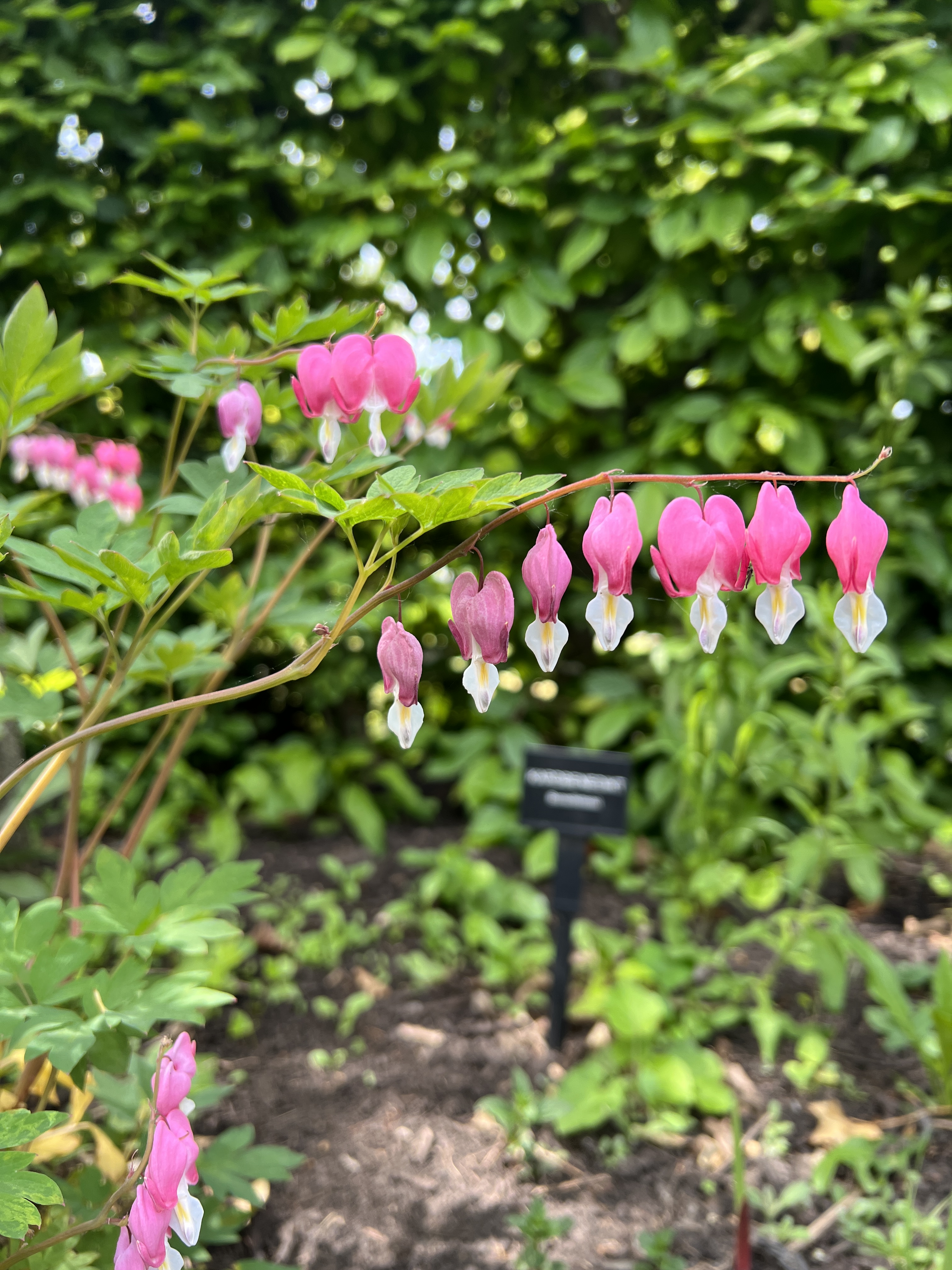 Vacker blomma i Bibliska trädgården i Höllvikens församling i Näsets pastorat. 
