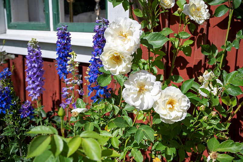 Bild på en blomsterrabatt med riddarsporre och honungsros.