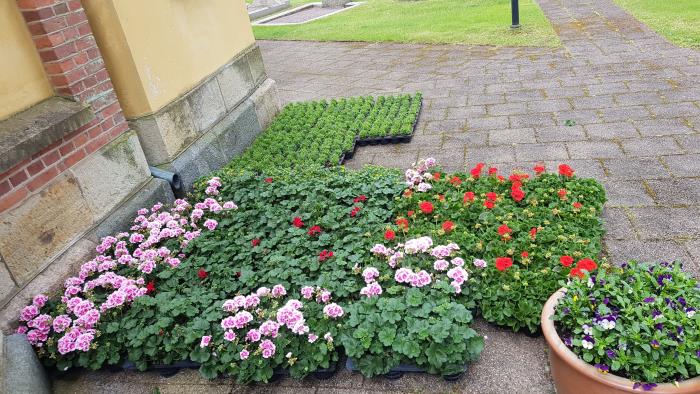 Sommarplantering på gång