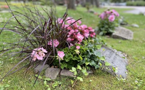 Vacker gravplantering i rosa.
