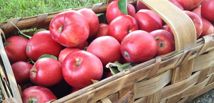 Röda äpplen i flätad spånkorg.