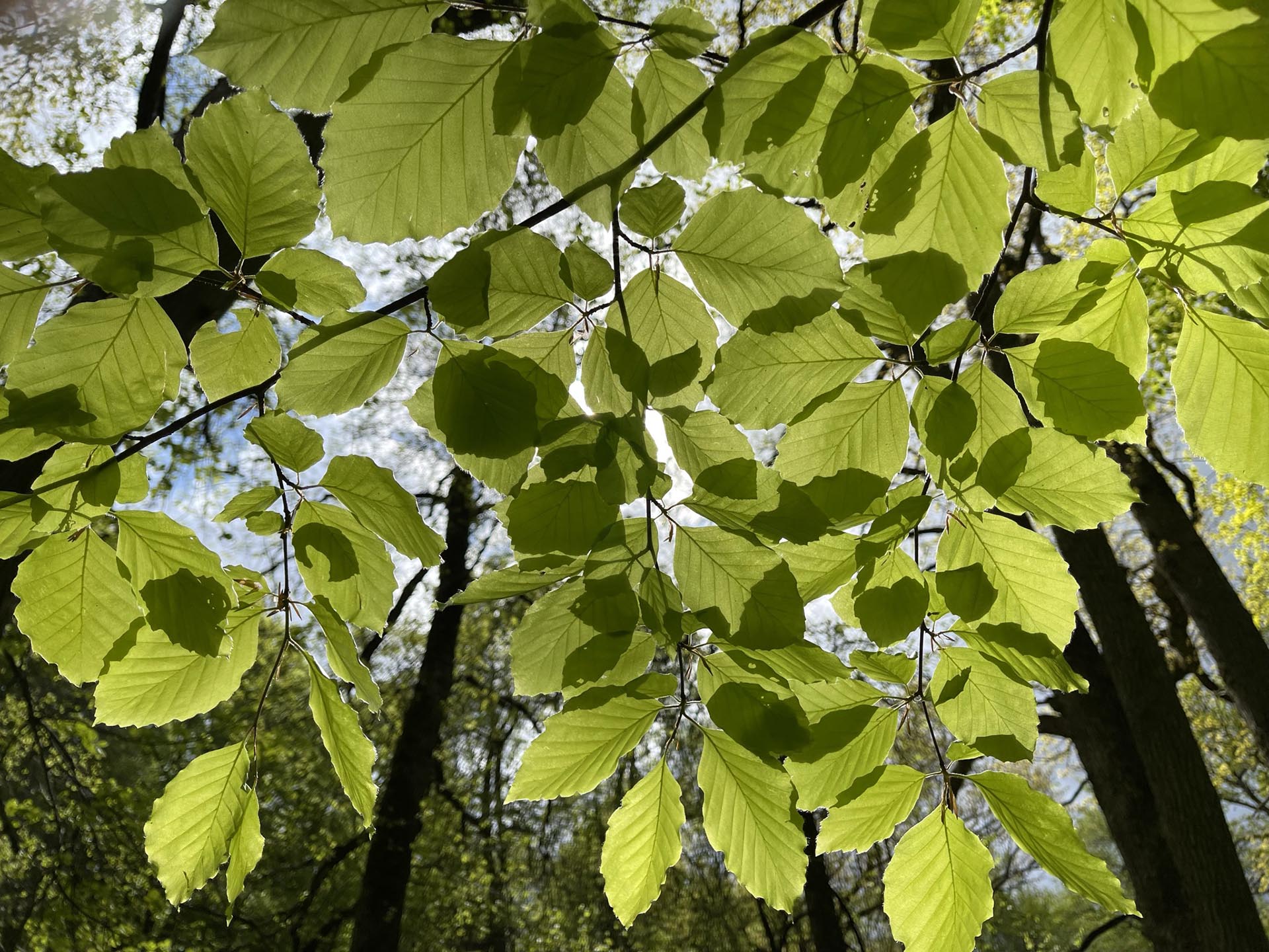 Lövverk av ljusgröna blad.