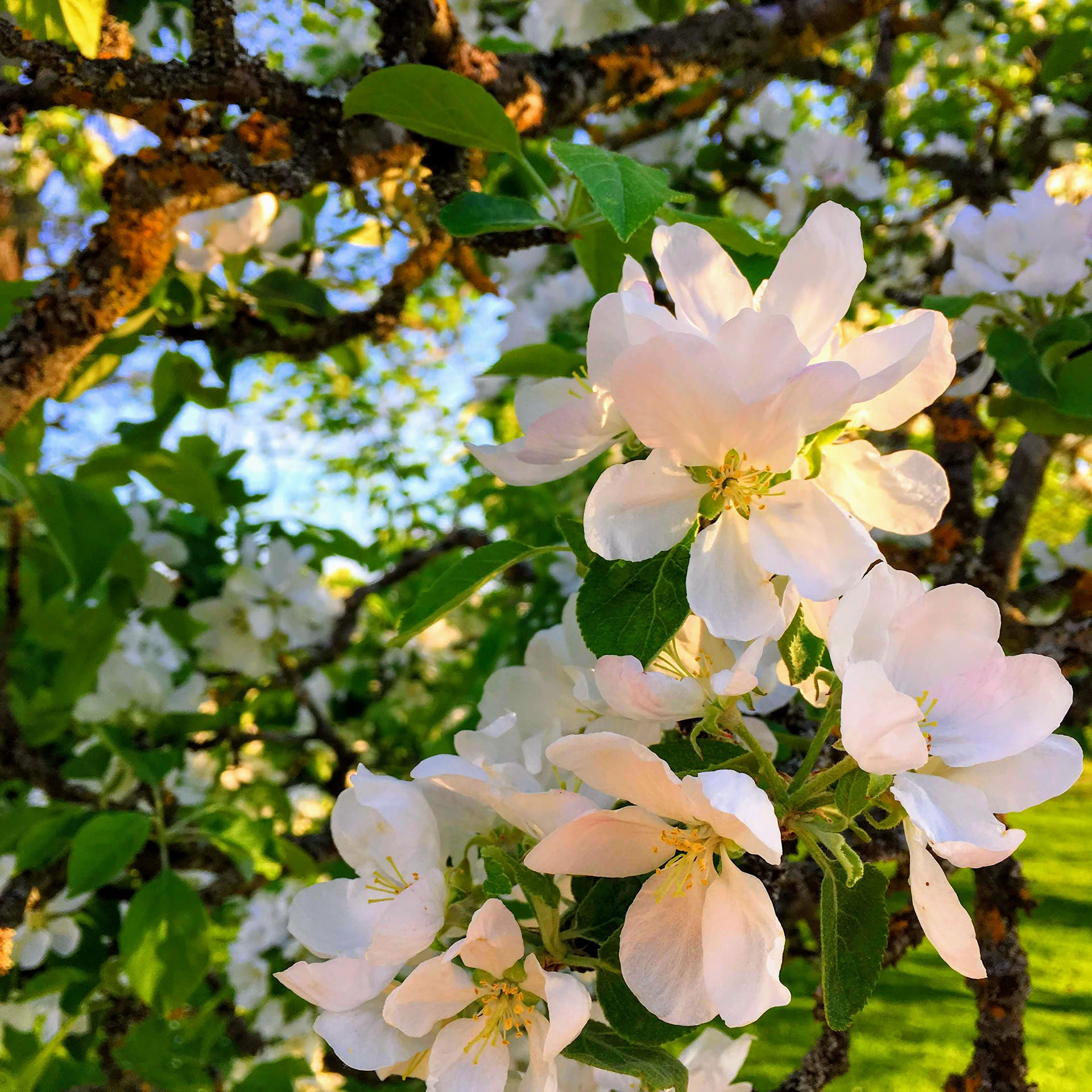 Äppelblommor på en gren.