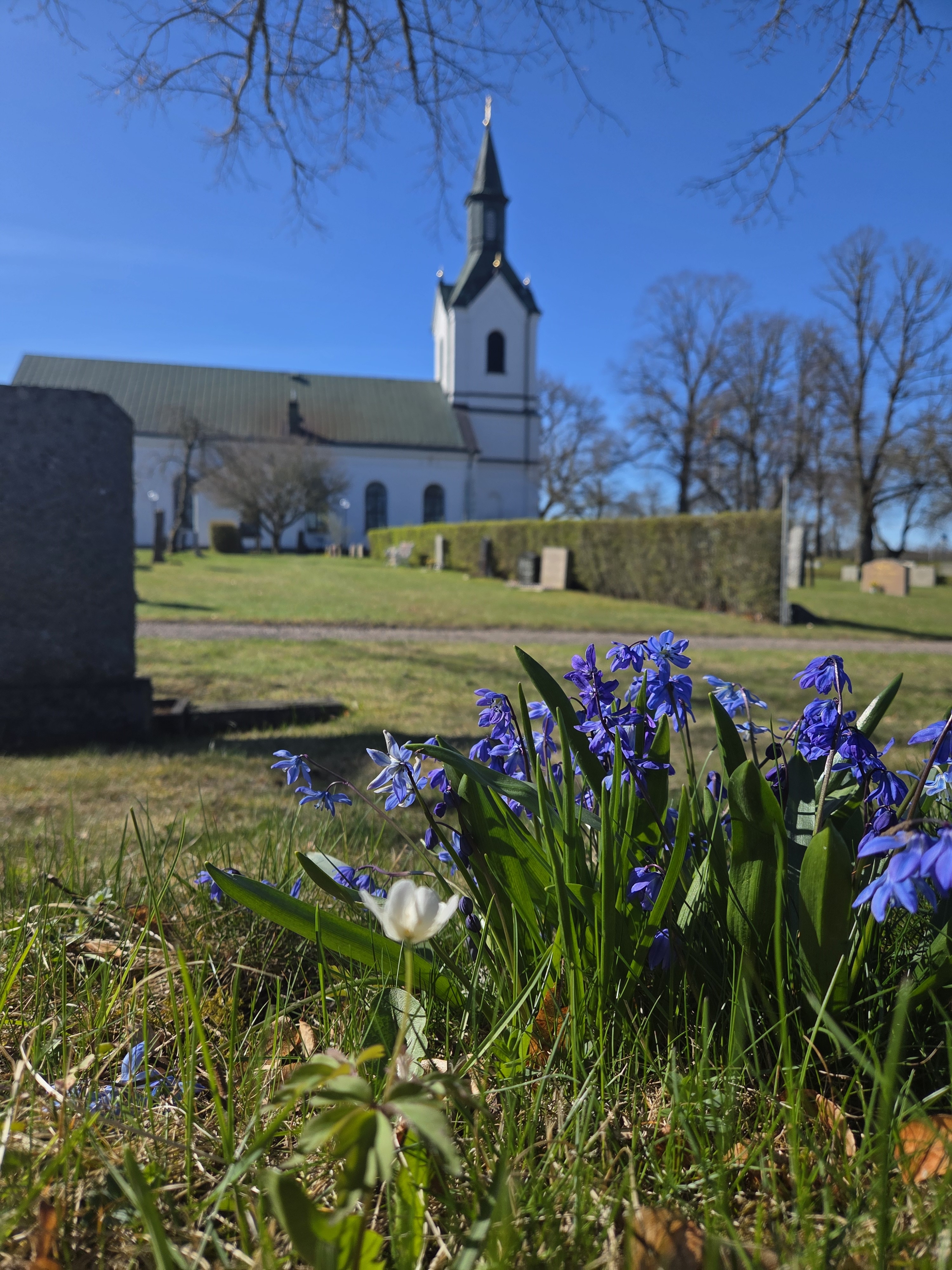 Rogberga kyrka i vårskrud