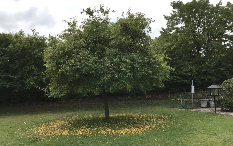 Bilden visar ett äppleträd i Kävlinge Minneslund med massor äpple som lyser gult på marken