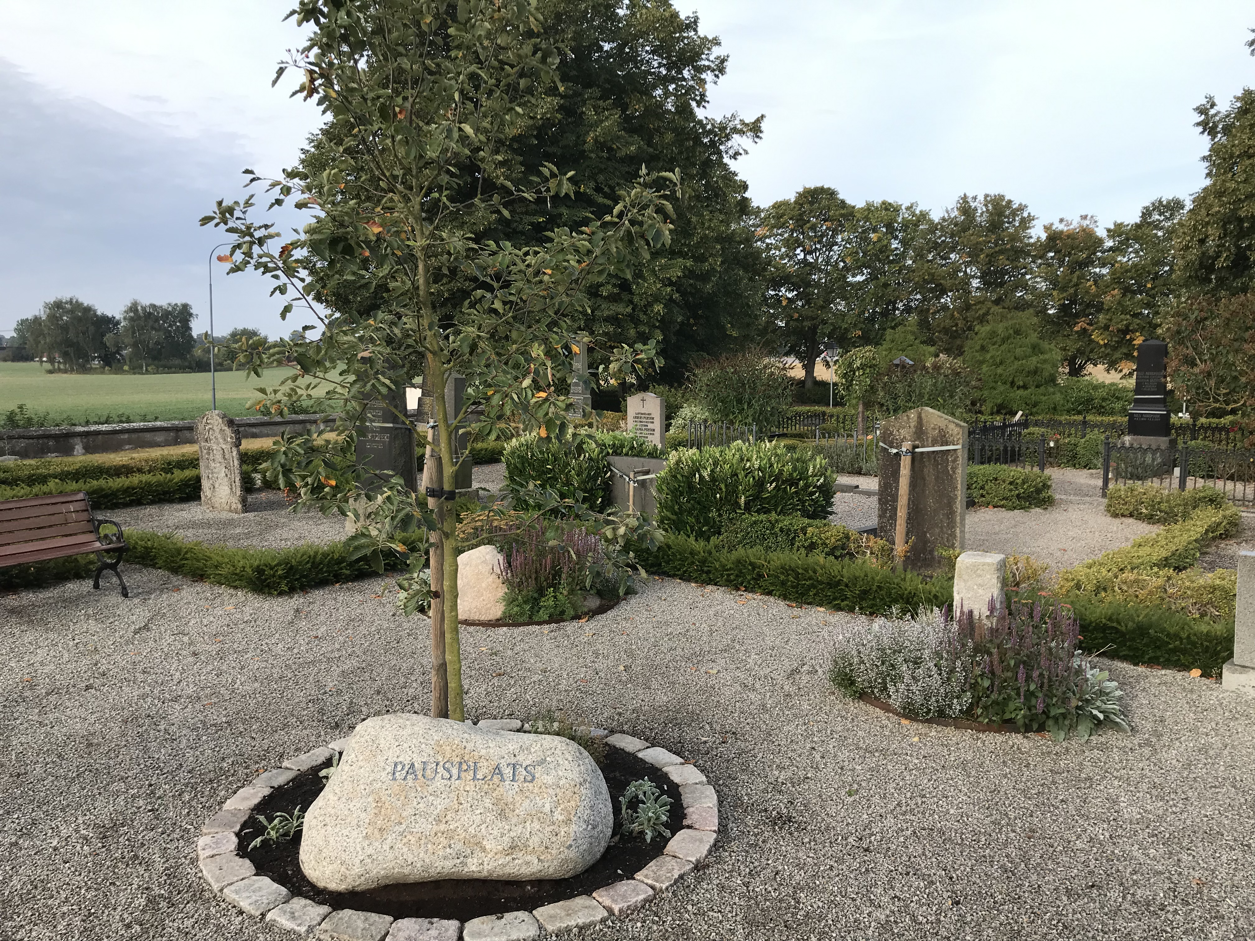 Bilden visar ett träd med en sten där det står Pausplats på Södervidinge kyrkogård i bakgrunden finns andra gravar och stenar med olika växter planterade