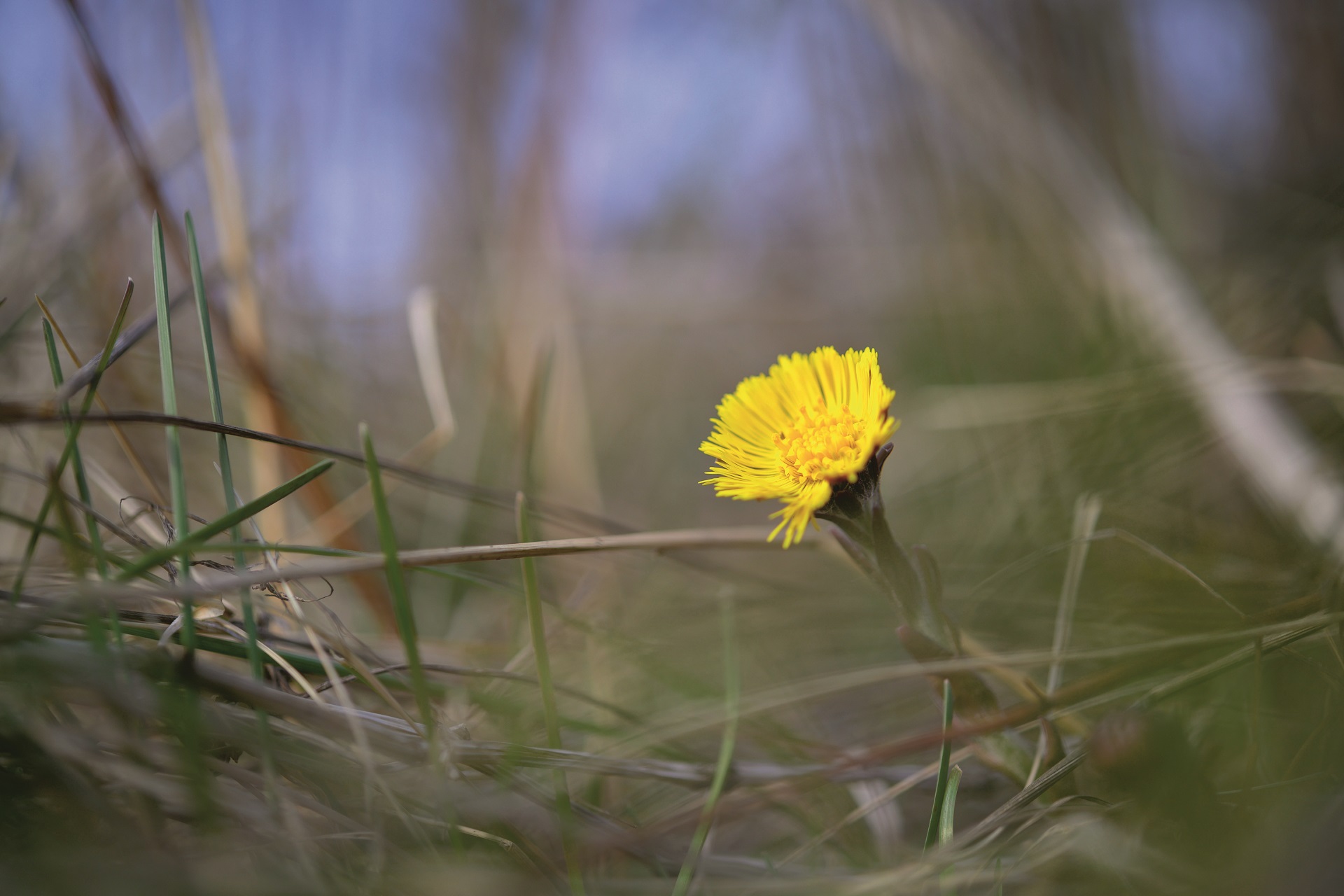 Bilden visar en gul tussilago med en suddig bakgrund av gräs.
