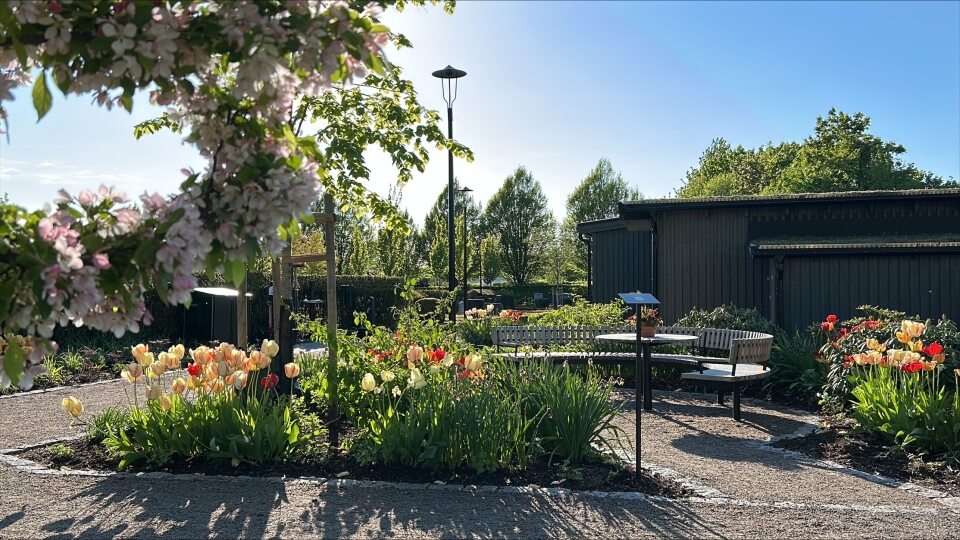 Blommor på kyrkogård