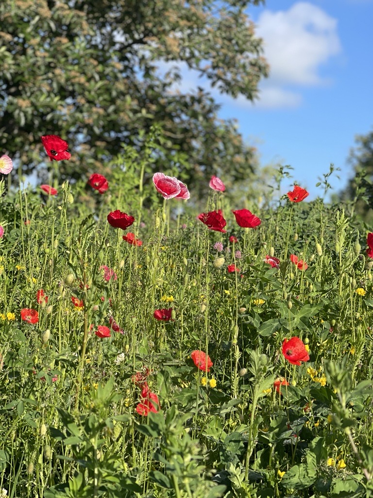 Blomsteräng