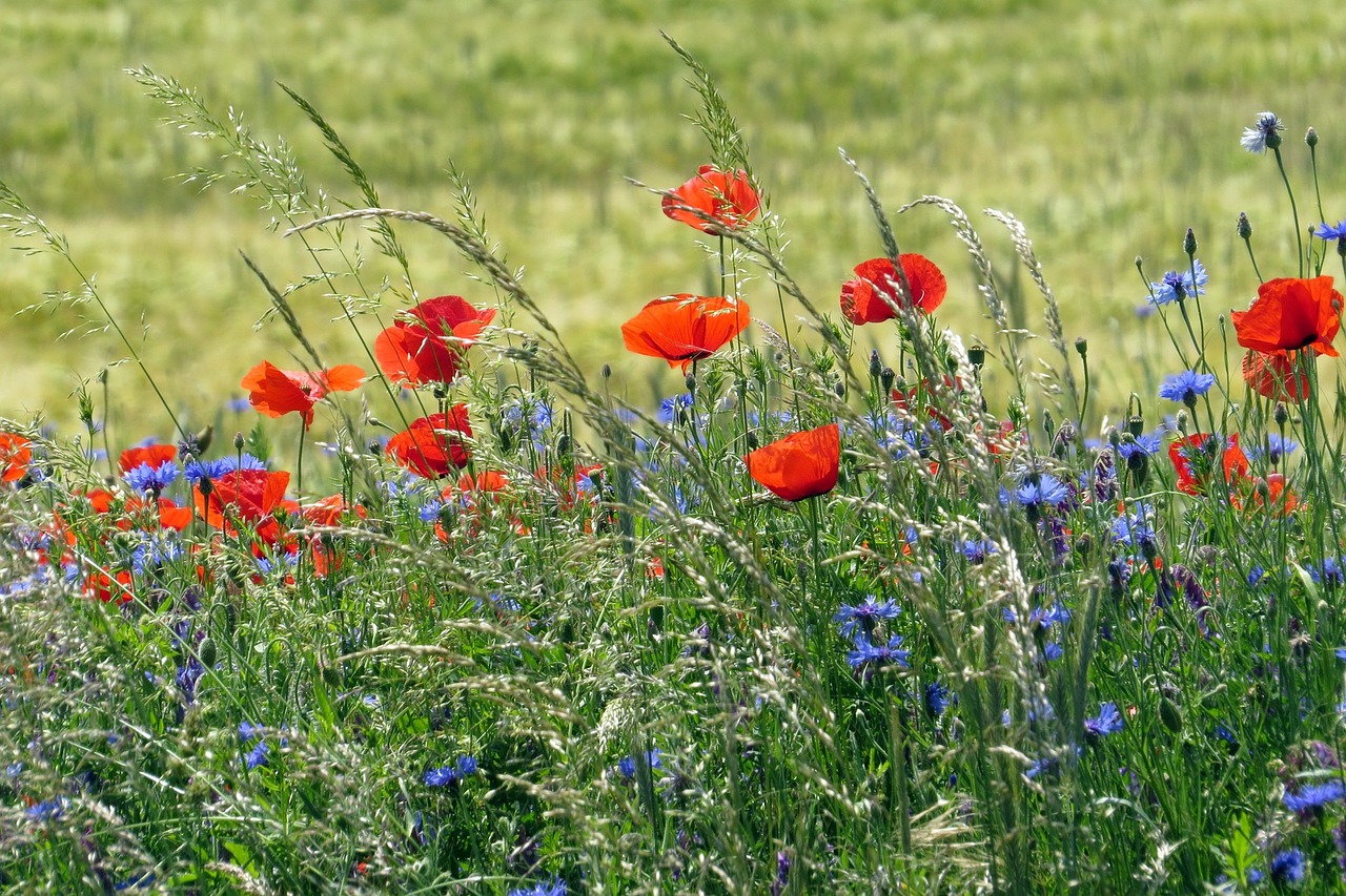 Blomsteräng