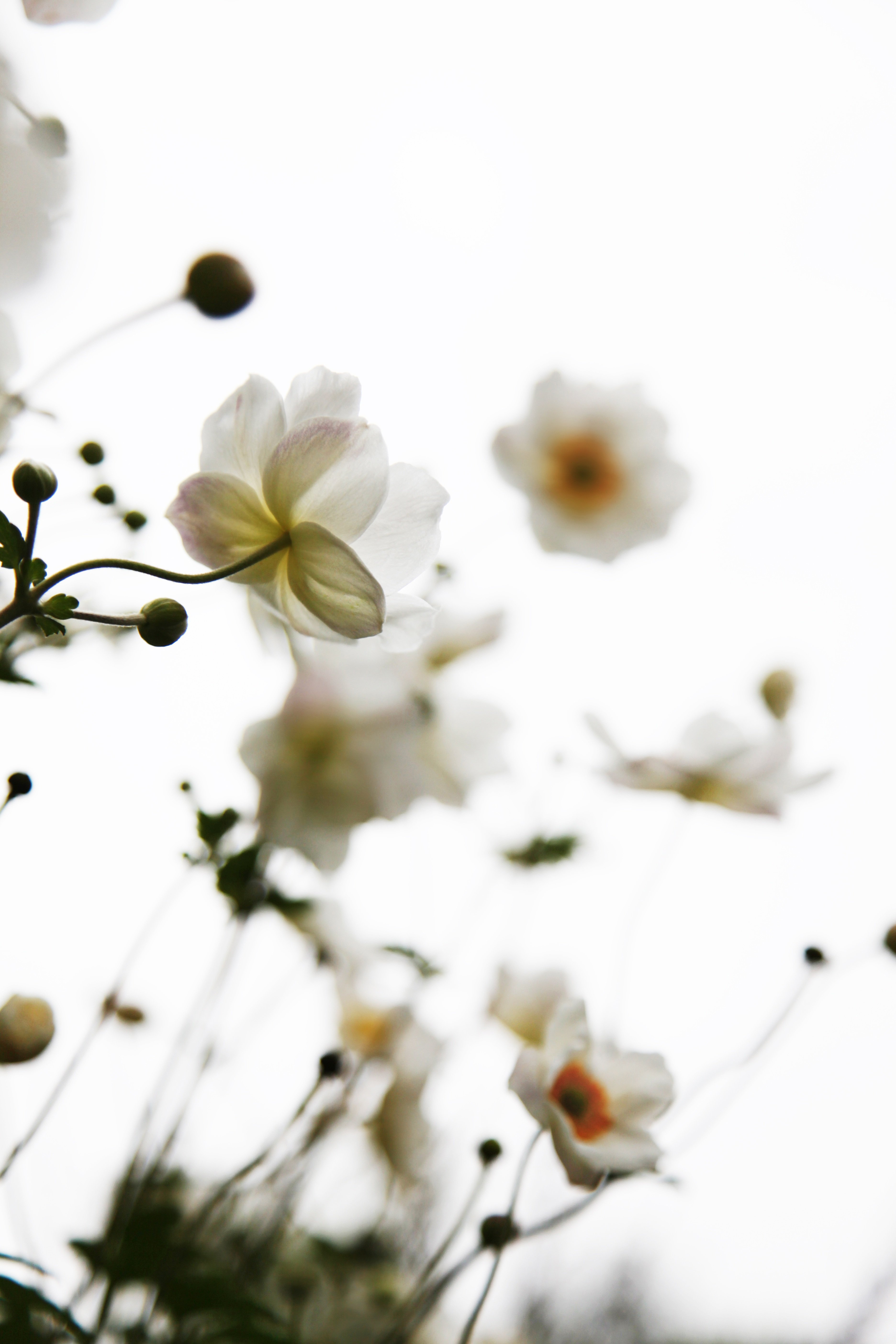 Vita blommor