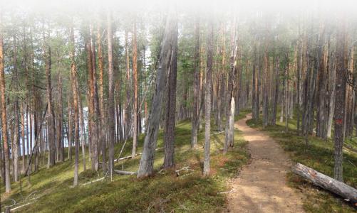 Vill du prova på att pilgrimsvandra? Välkommen att följa med! Vi går en bit längs den vackra Isälvsleden, ca 8 km. Vandringen ramas in av meditationer och en enkel mässa ute i det fria. Delar av sträckan vandrar vi under tystnad.