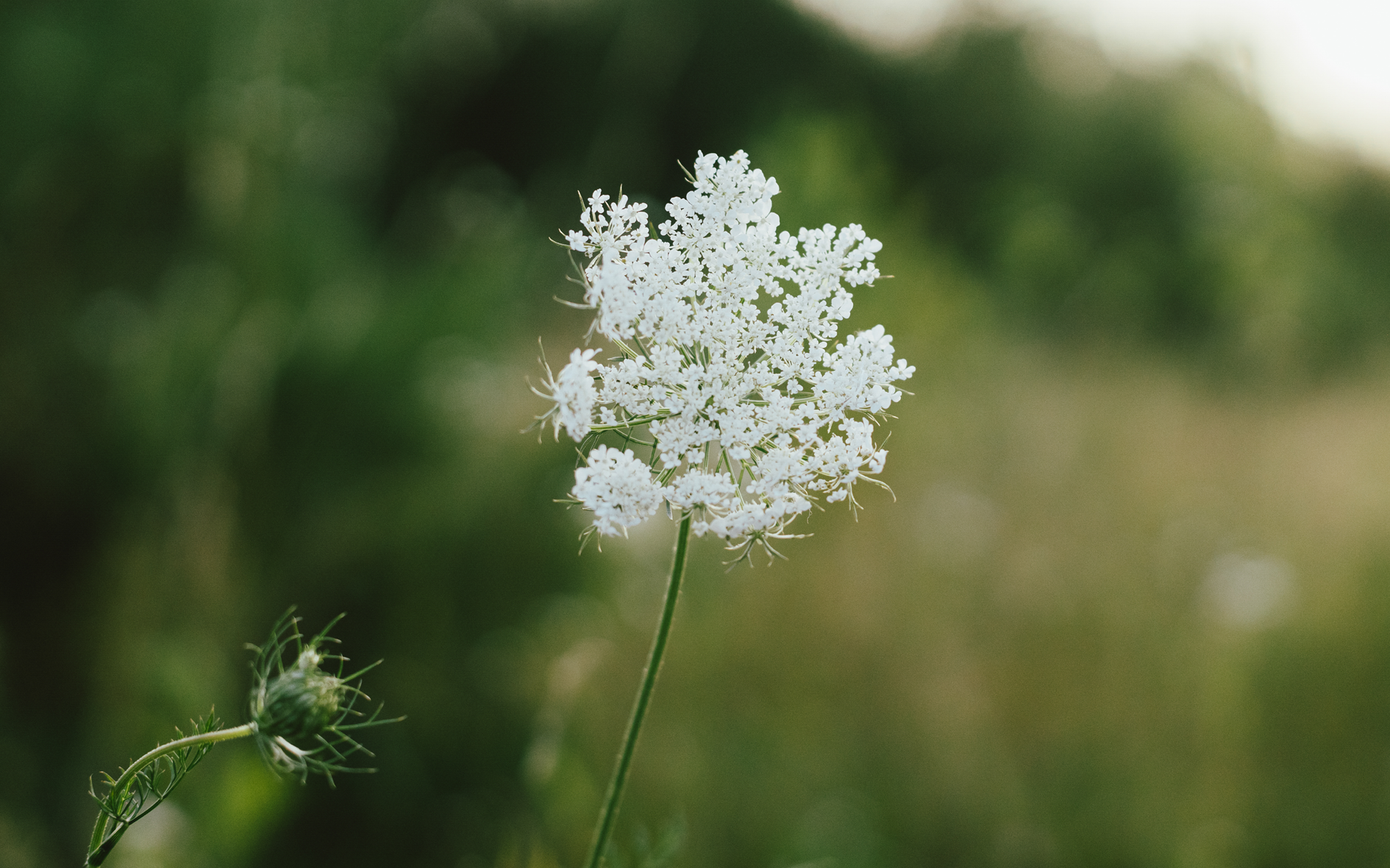 Vit blomma