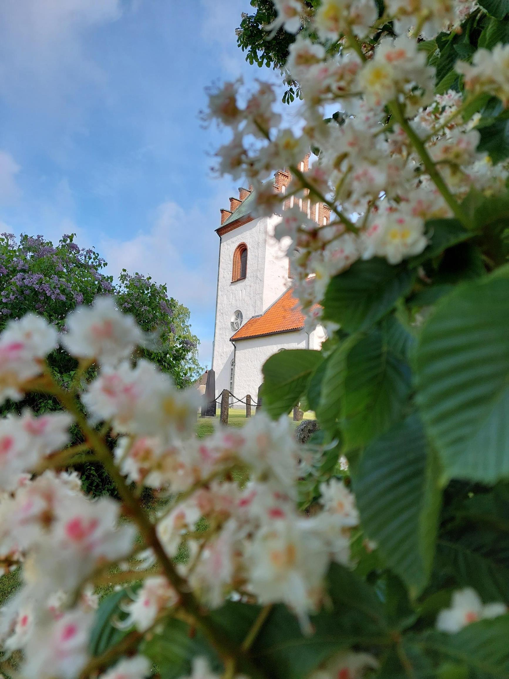 En vitrappad kyrka med orange tegelpannor på taket och trappstegsgavlar på tornet skymtar fram bakom grönska och vita blommor.
