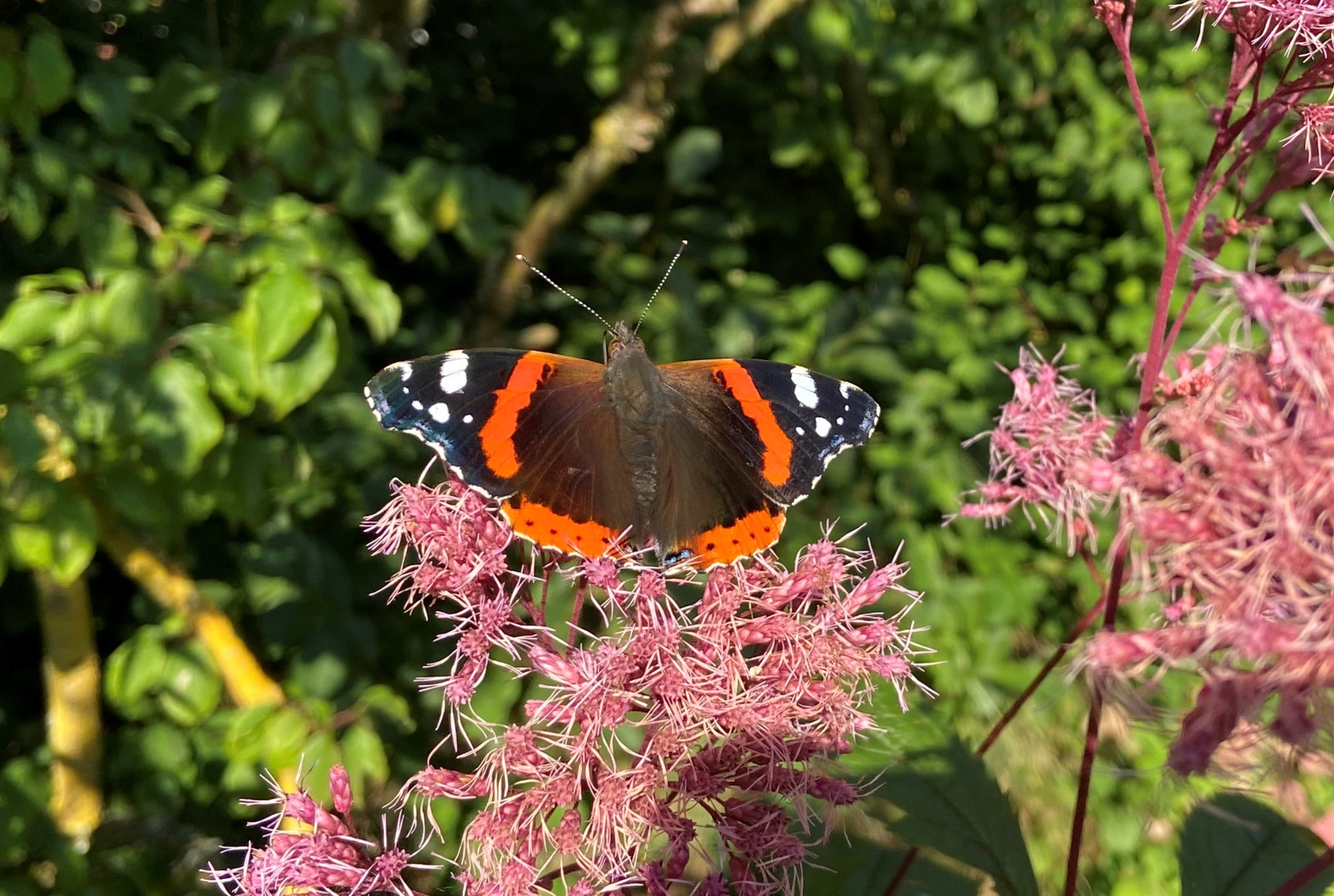 En amiralfjäril har slagit sig ner på rosenflockel. I bakgrunden syns gröna blad från ett buskage.
