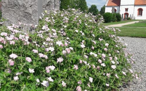Vitblå små blommor i mängd på Hästveda kyrkogård