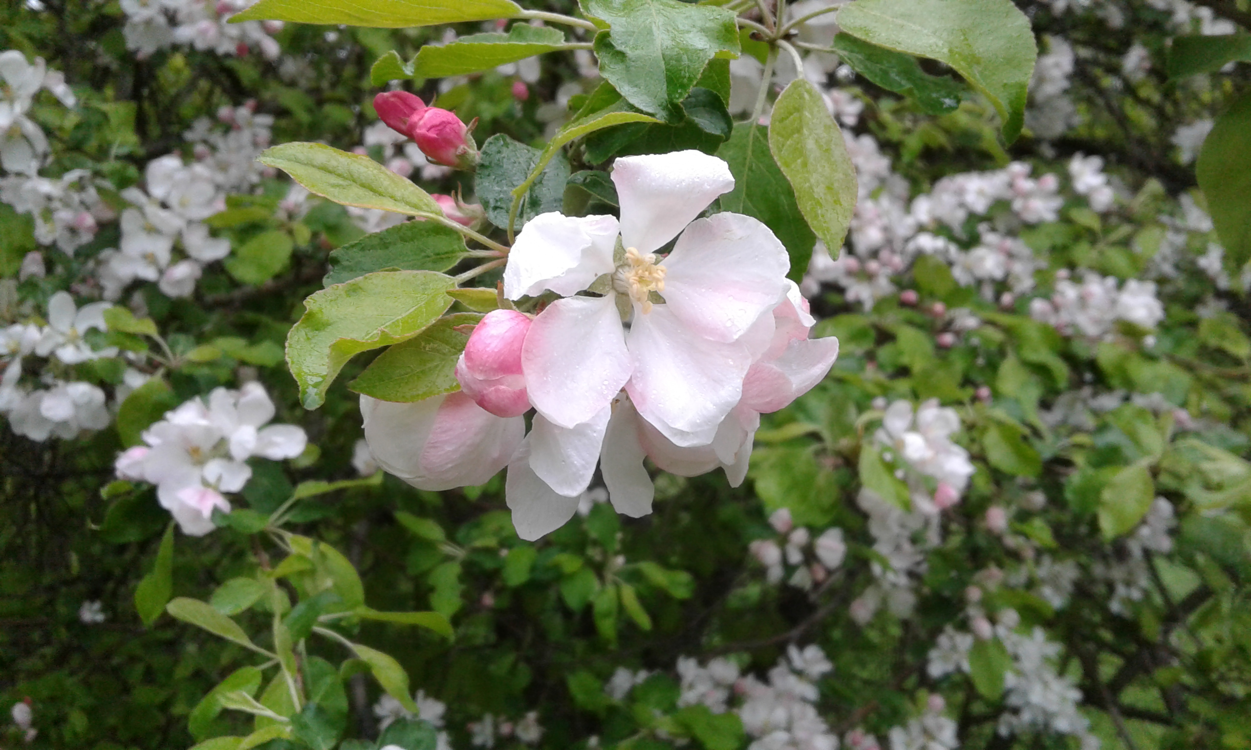 Rosavita blommor på ett äppleträd med gröna blad.