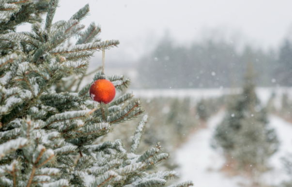 Grön, snötäckt gran med orange julkula.