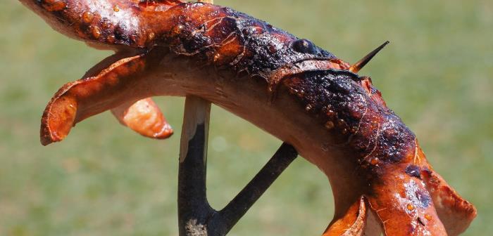 Grillad korv på en pinne mot grön bakgrund.