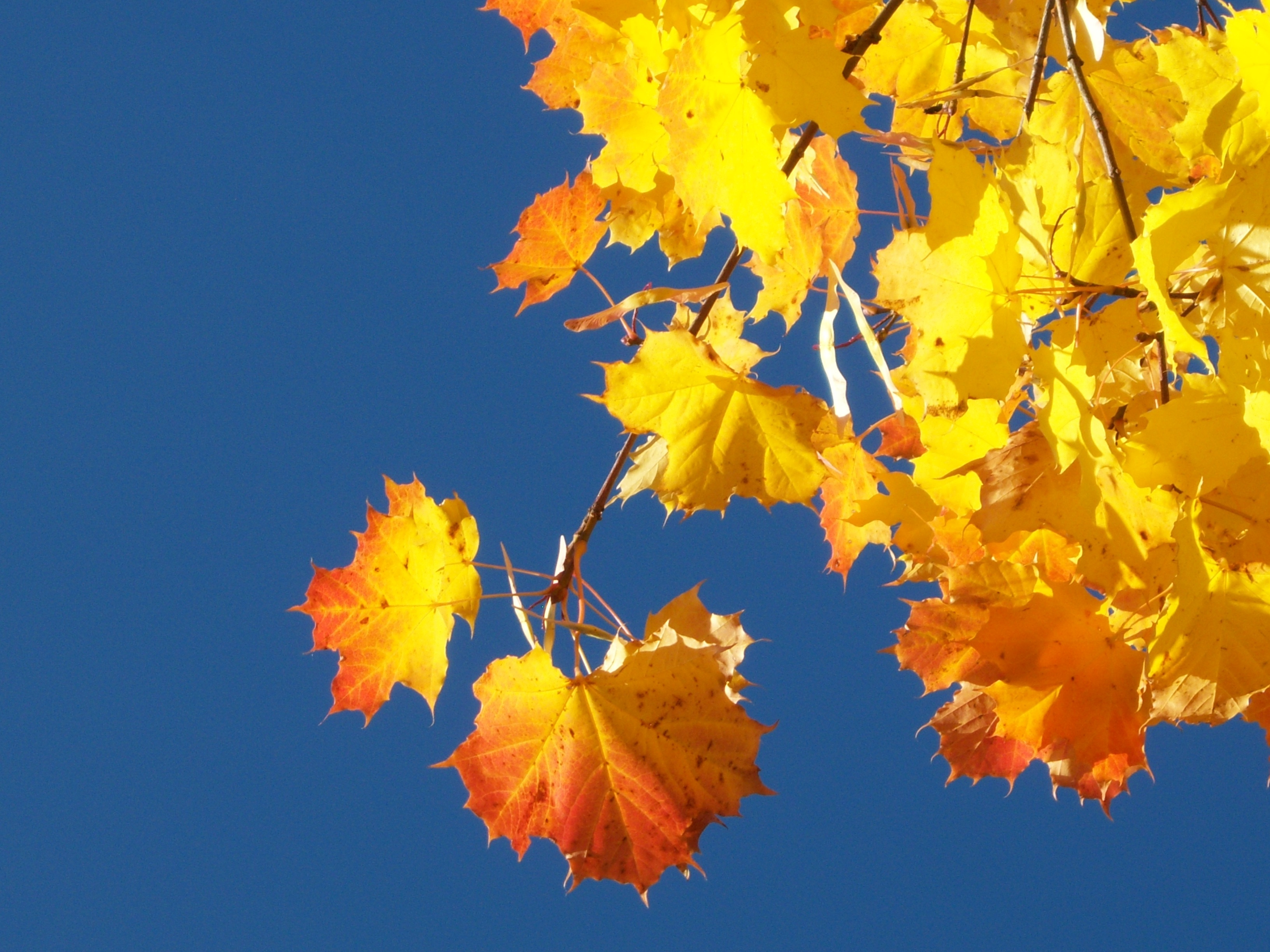Gulorangea lönnlöv mot en klarblå himmel.