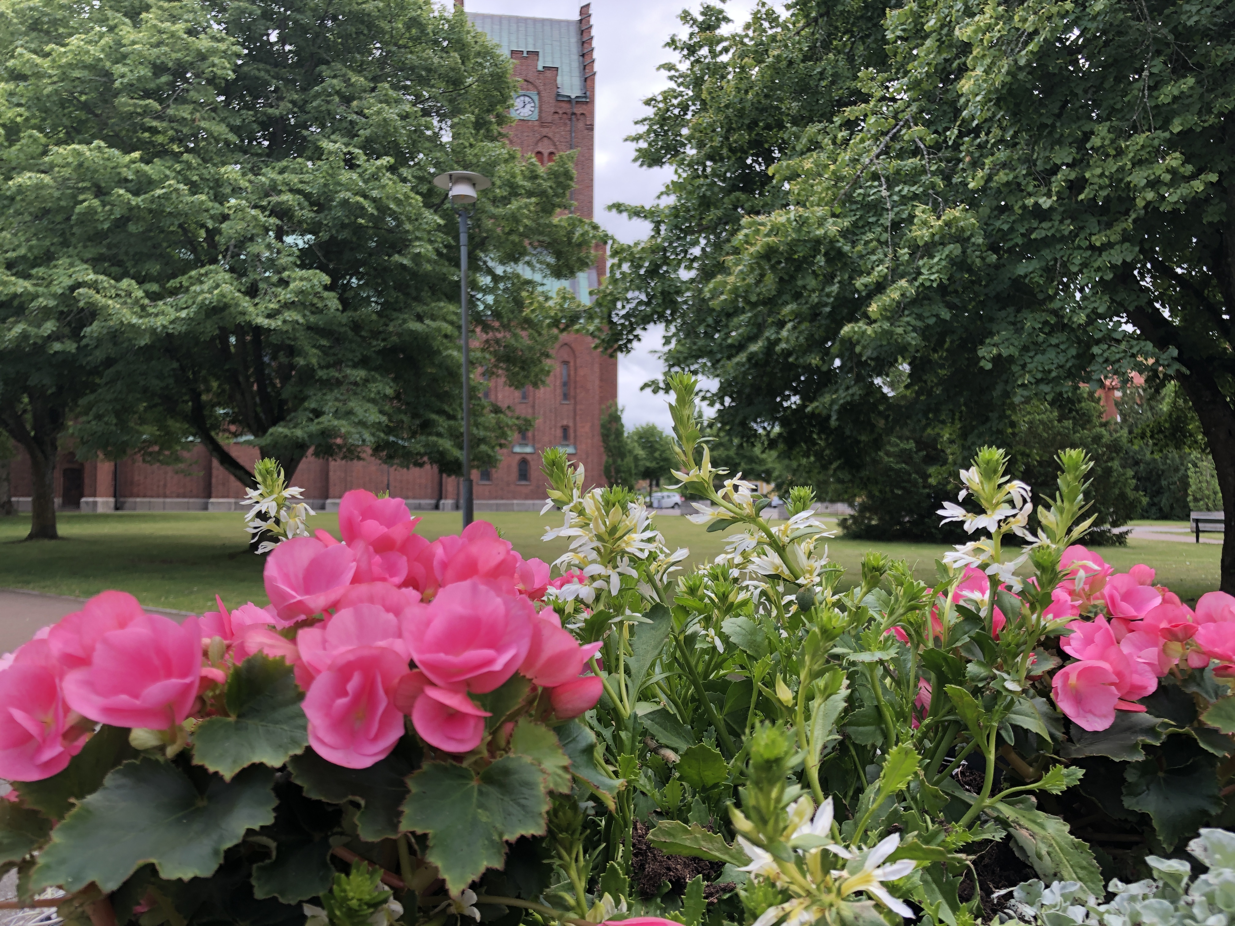 Hässleholms röda tegelkyrka skymtar bakom stora gröna lövträd. I förgrunden syns en plantering med sommarblommor i vitt och rosa.