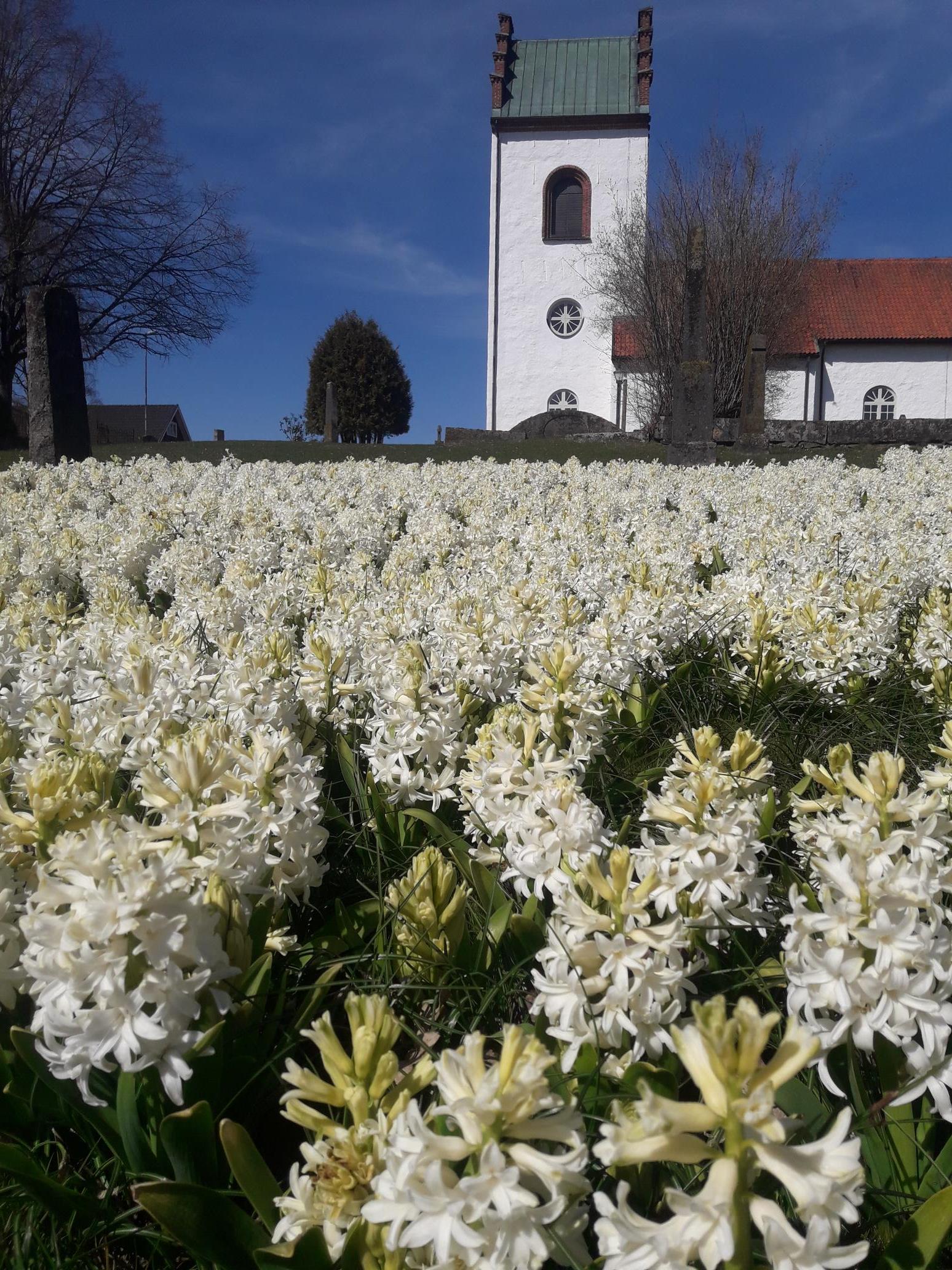 Vita hyacinter i full blom vid Stoby kyrka.