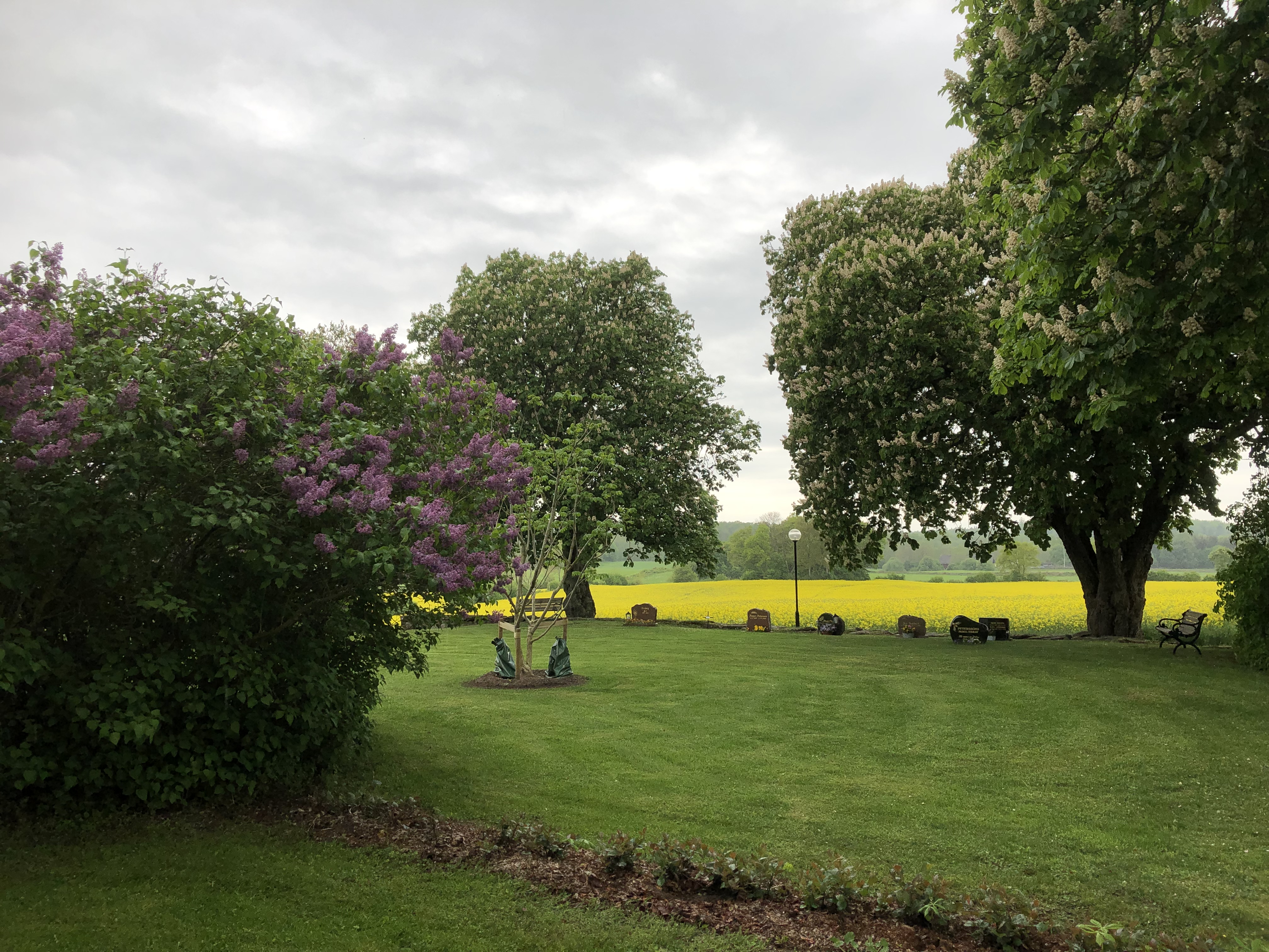 Gröna träd och gulgröna fält i Ignaerga.