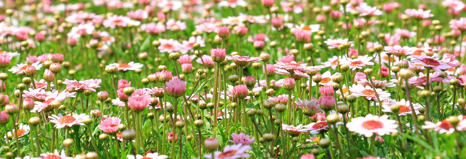 Blommande äng, rosa blommor.