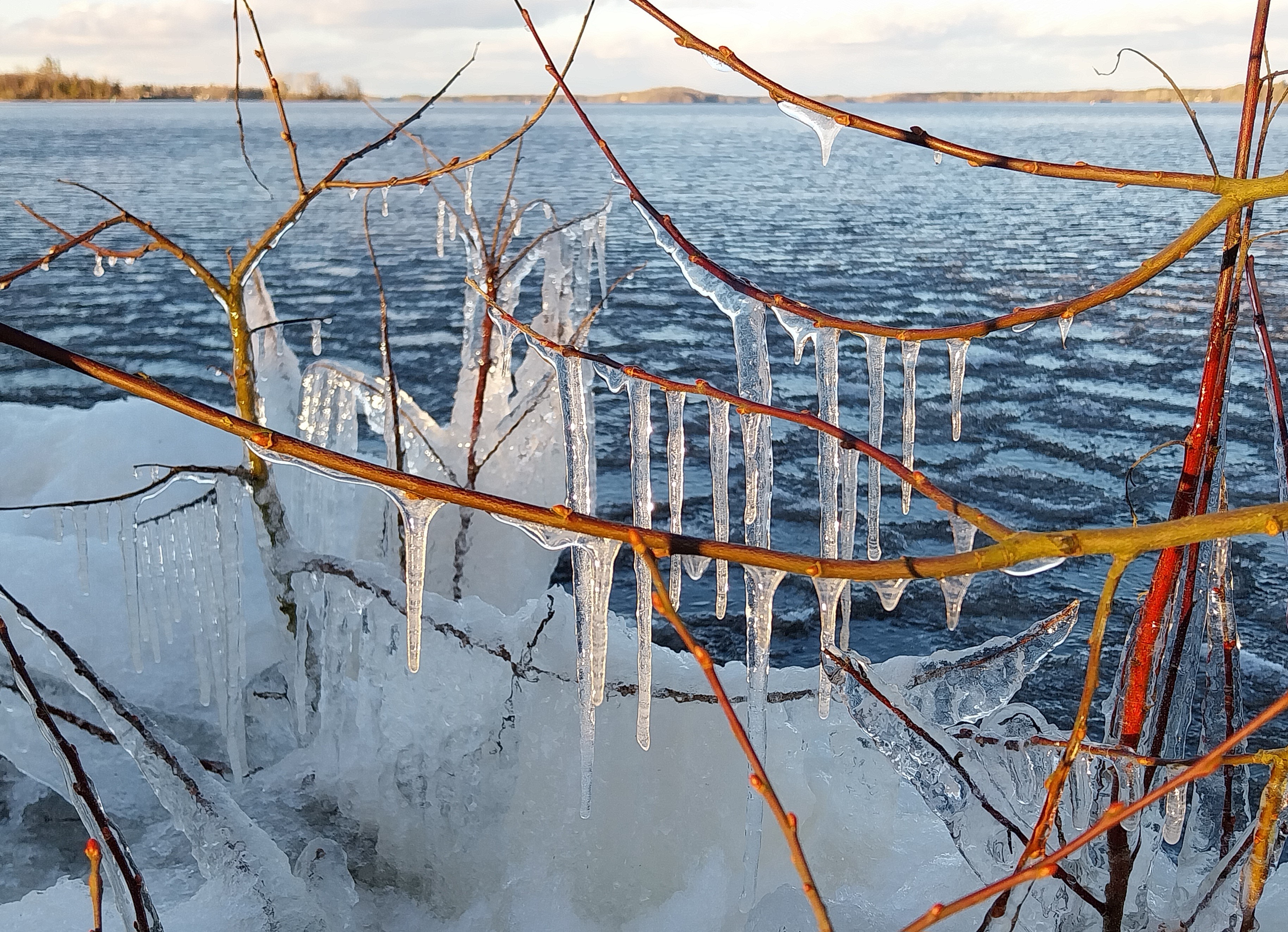 Solbelysta smala grenar med långa genomskinliga istappar vid en kall sjö med blått krusigt vatten.