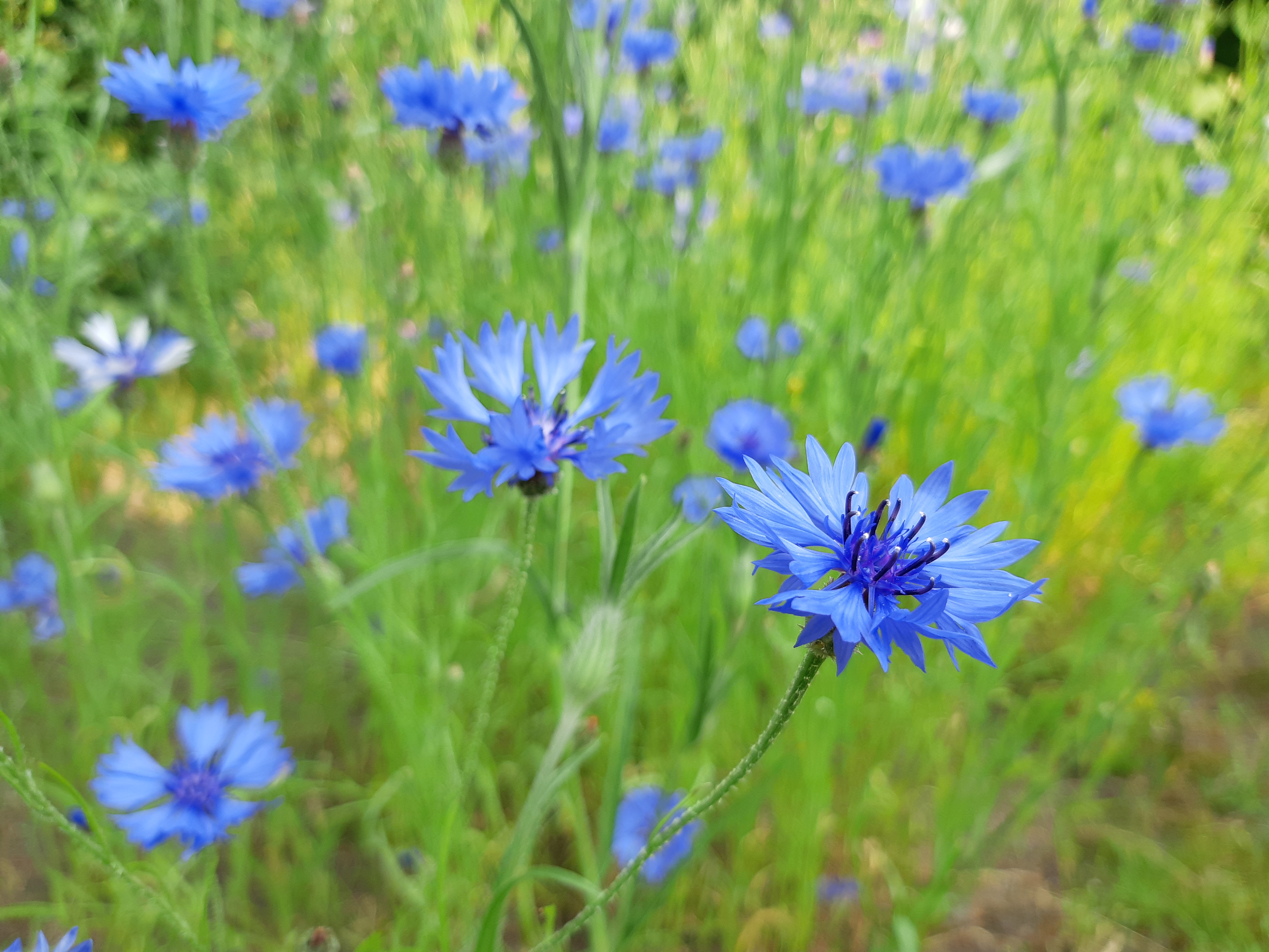 Blommande blåklint bland högt grönt gräs.