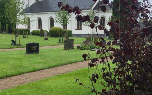 Buske med rödaktiga blad i förgrunden, grusgång, grön gräsmatta och vit kyrka i bakgrunden.