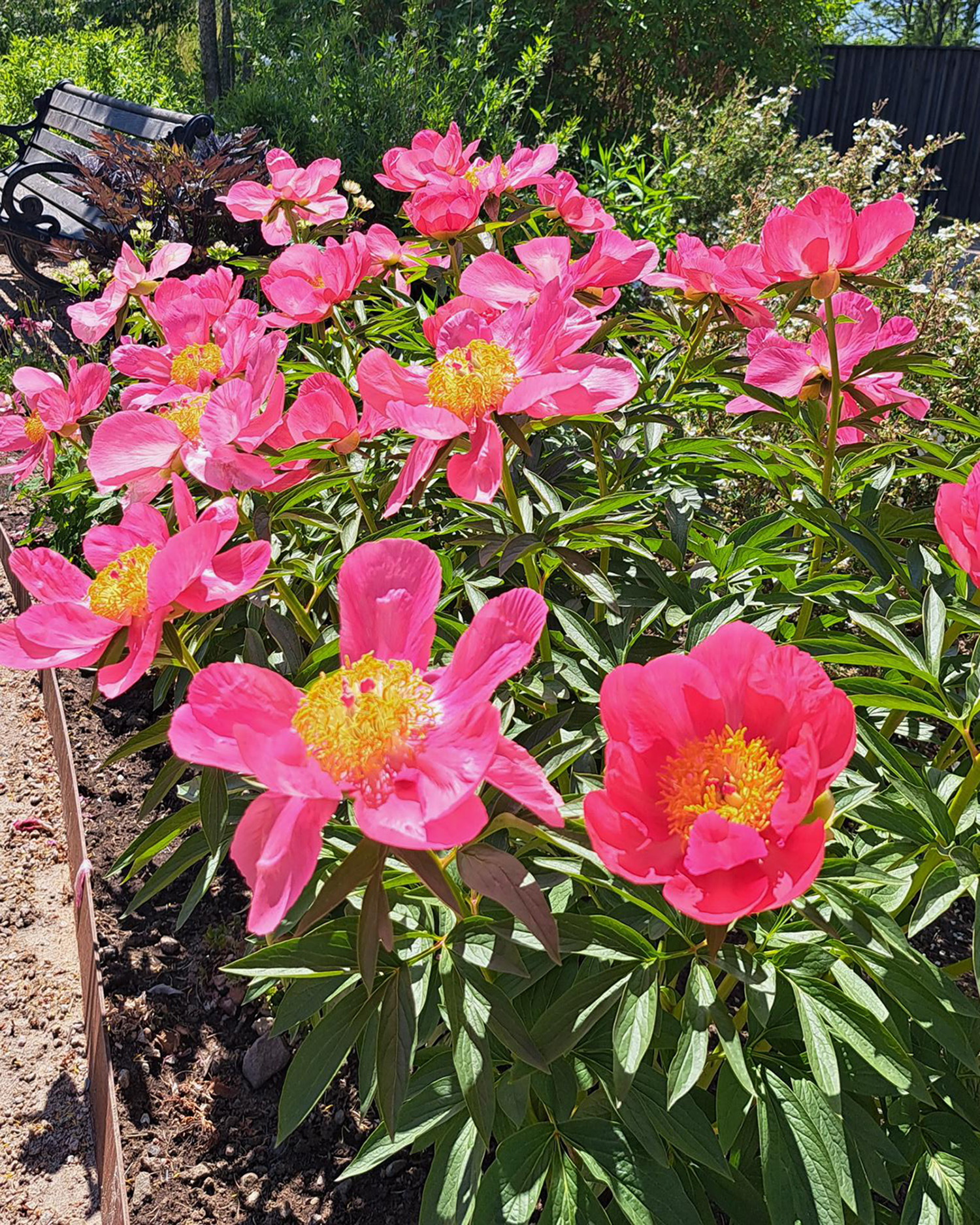 Rödrosa pioner blommar.