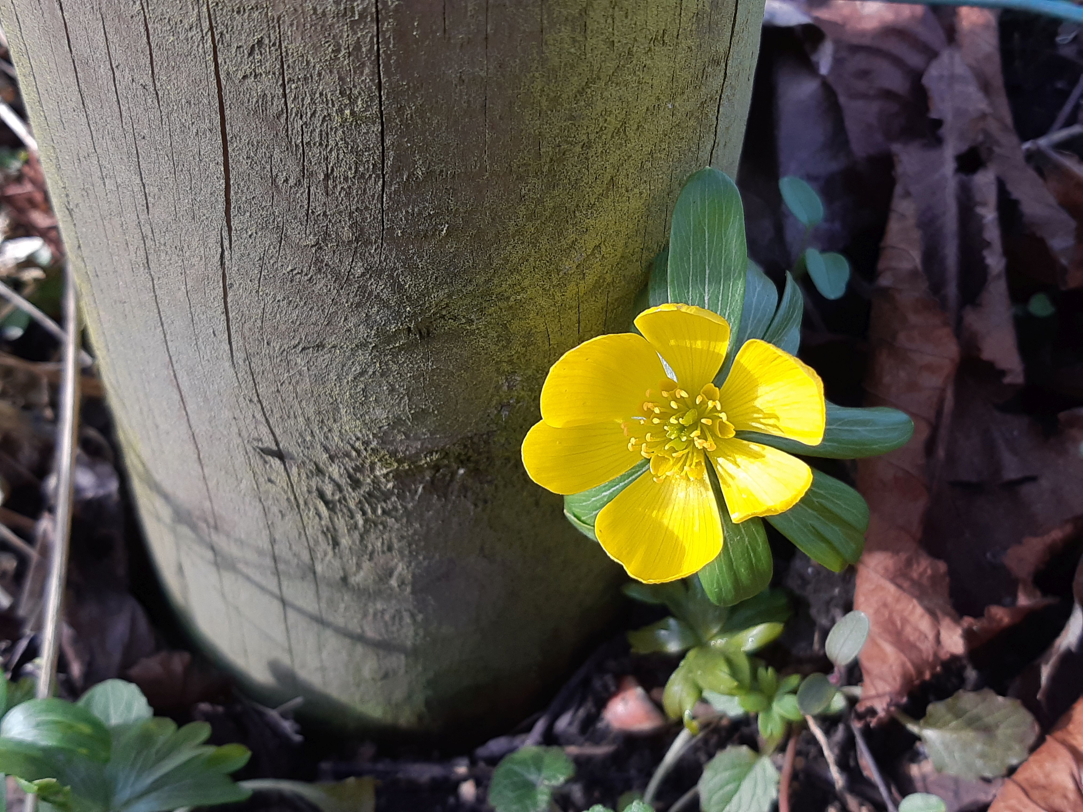 Gul blomma med gröna blad mot en stängselstolpe av trä.