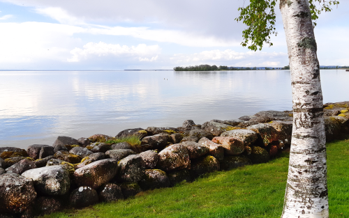 Grönst gräs, vit björkstam framför stenmur vid en blå sjö.