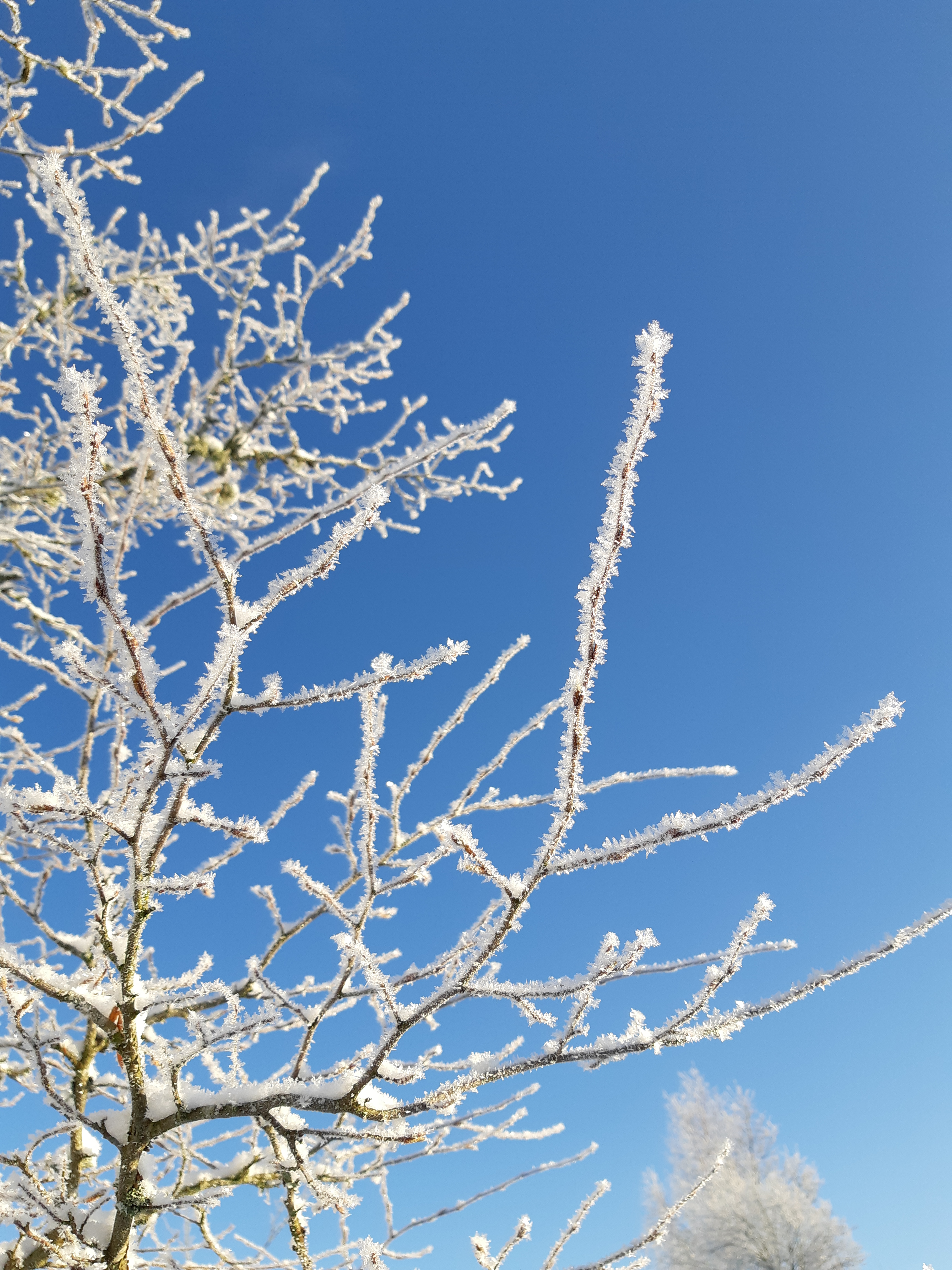 Frostklädda trädgrenar mot blå himmel.