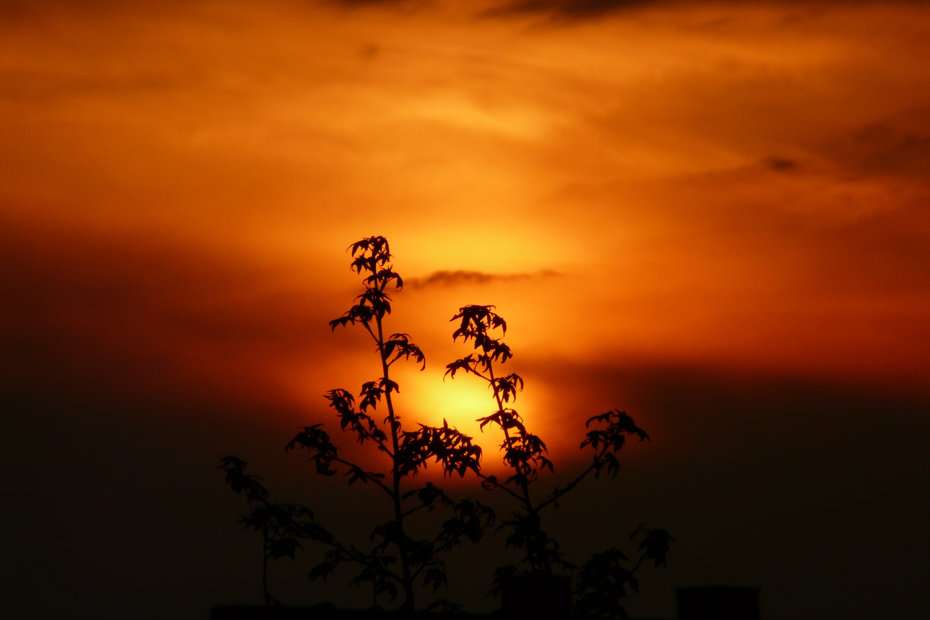 Gulorangesvart himmel. Växter framför den nedgående solen.