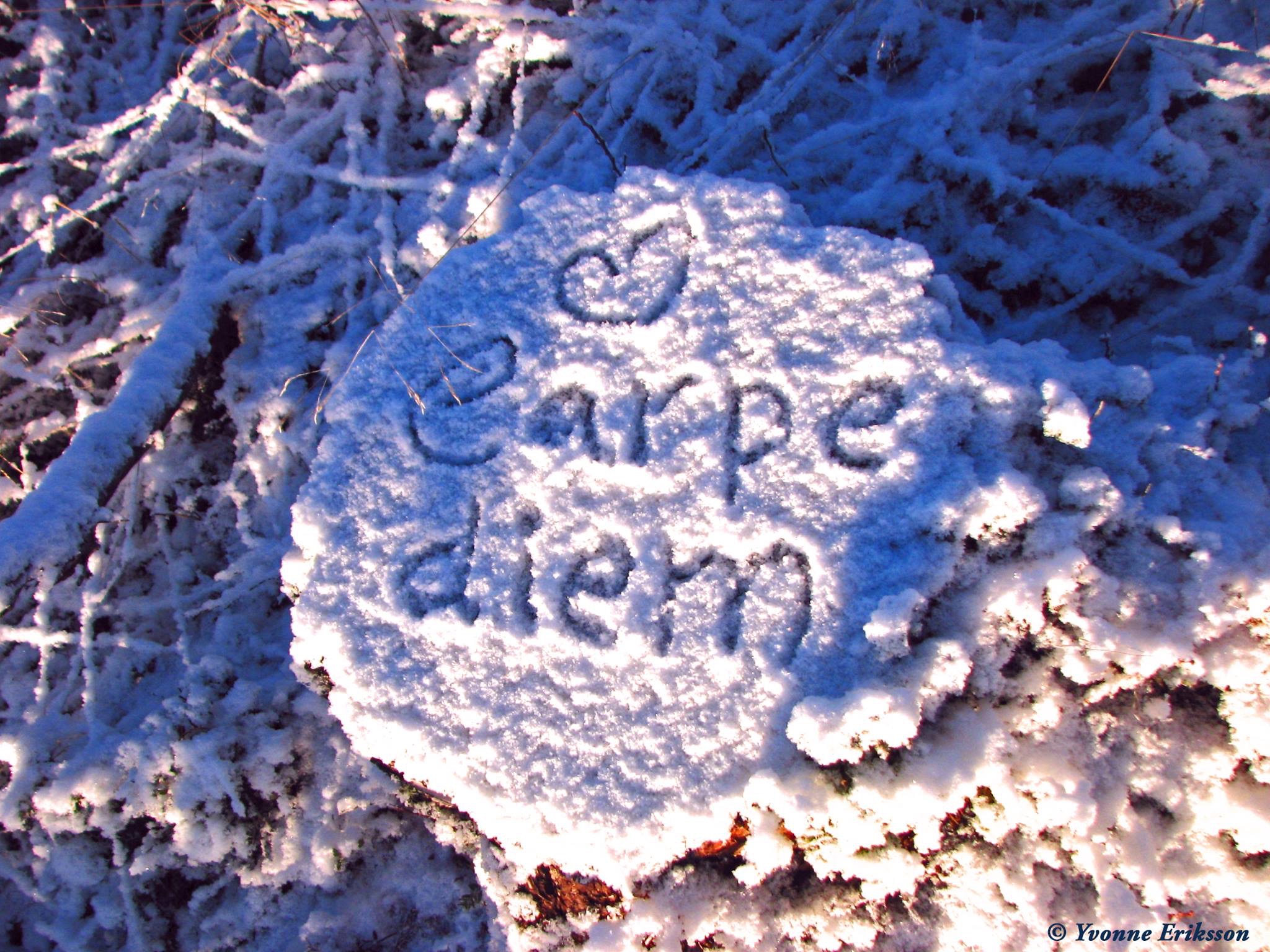 Carpe diem skrivet i snön på en stubbe