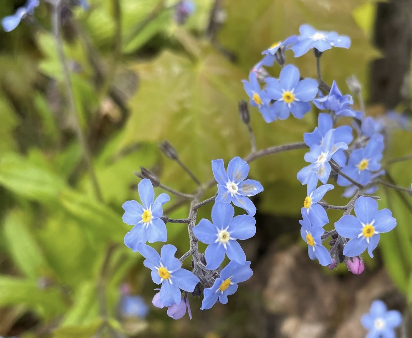Blå förgätmigej blommor