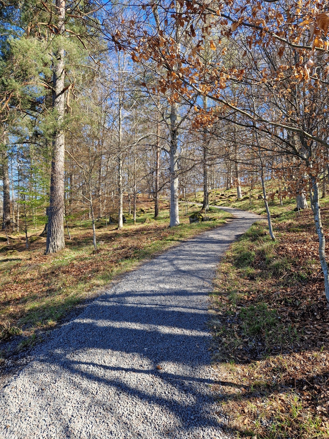 Grusväg omgiven av vårligt gröna träd