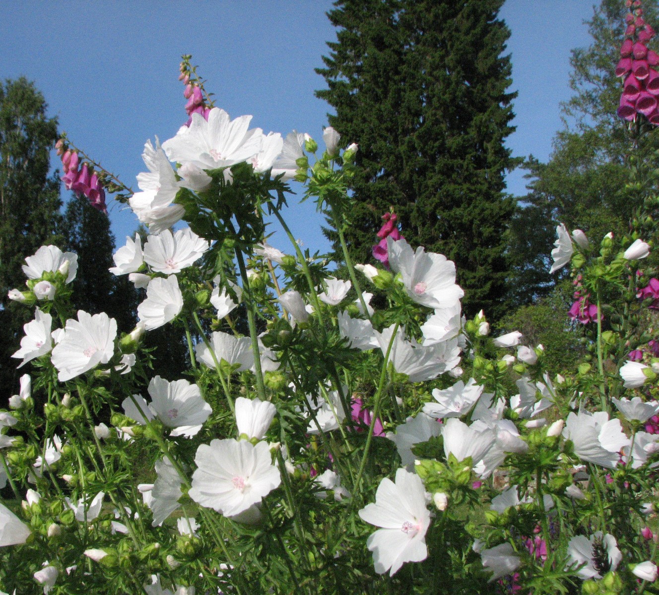 Vita malvor och fingerborgsblommor med blå sommarhimmel i bakgrunden