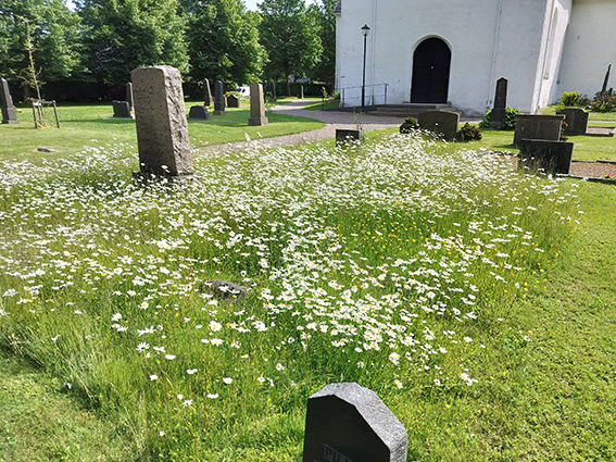 Mångfald på kyrkogård